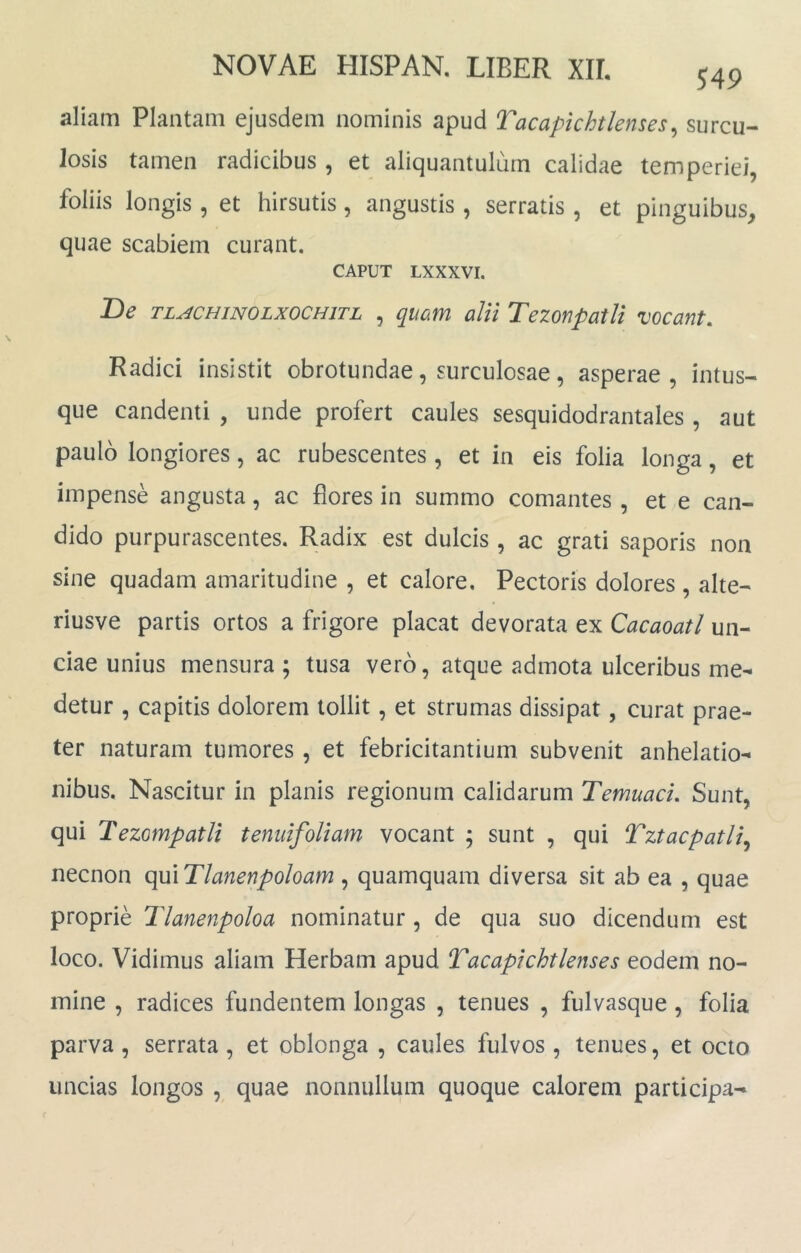 aliam Plantam ejusdem nominis apud Tacapkhtlenses, surcu- losis tamen radicibus , et aliquantulum calidae temperiei, foliis longis , et hirsutis, angustis , serratis , et pinguibus, quae scabiem curant. CAPUT LXXXVI. Be TL^CHiNOLxoCHiTL , quaiot alu TezofipatU vocant. Radici insistit obrotundae, surculosae, asperae, intus- que candenti , unde profert caules sesquidodrantales , aut paulo longiores, ac rubescentes, et in eis folia longa, et impense angusta, ac flores in summo comantes , et e can- dido purpurascentes. Radix est dulcis , ac grati saporis non sine quadam amaritudine , et calore. Pectoris dolores , alte- riusve partis ortos a frigore placat devorata ex Cacaoatl un- ciae unius mensura ; tusa vero, atque admota ulceribus me- detur , capitis dolorem tollit, et strumas dissipat, curat prae- ter naturam tumores , et febricitantium subvenit anhelatio- nibus. Nascitur in planis regionum calidarum TemuacL Sunt, qui TezompatU tenuifollam vocant ; sunt , qui Tztacpatli^ necnon qui Tlanenpoloam , quamquam diversa sit ab ea , quae proprie Tlanenpoloa nominatur , de qua suo dicendum est loco. Vidimus aliam Herbam apud Tacapkhtlenses eodem no- mine , radices fundentem longas , tenues , fulvasque, folia parva , serrata , et oblonga , caules fulvos , tenues, et octo uncias longos , quae nonnullum quoque calorem participa-