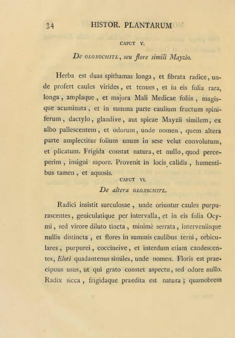 CAPUT V. De OLOxocHiTL, seu Jlore simili Mayzio, Herba est duas spithamas longa, et fibrata radice, un- de profert caules virides, et tenues, et in eis folia rara, longa, amplaque , et majora Mali Medicae foliis , magis- qiie acuminata, et in summa parte caulium fructum spini- ferum , dactylo, glandive, aut spicae Mayzii similem, ex albo pallescentem, et odorum, unde nomen , quem altera parte amplectitur folium unum in sese velut convolutum, et plicatum. Frigida constat natura, et nullo, quod perce- perim , insigni sapore. Provenit in locis calidis , humenti- bus tamen , et aquosis. CAPUT VI. De altera oloxochjtl. Radici insistit surculosae , unde oriuntur caules purpu- rascentes, geniculatique per intervalla, et in eis folia Ocy- mi, sed virore diluto tincta , minime serrata, interveniisque nullis distincta , et flores in summis caulibus terni, orbicu- lares , purpurei, coccineive, et interdum etiam candescen-* tcs^ E loti quadantenus similes, unde nomen. Floris est prae-» cipuus usus, ut qui grato constet aspectu, sed odore nullo. Radix sicca , frigidaque praedita est natura ; quamobrem