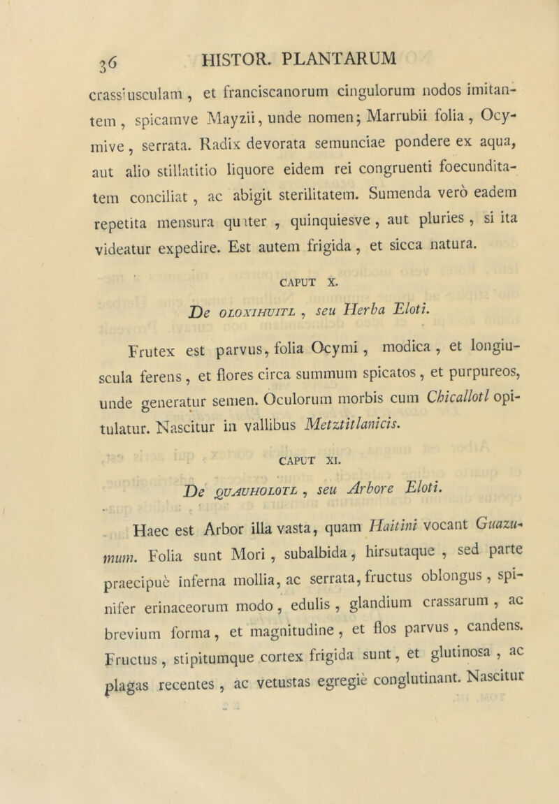 3^ crassHiscillam , et franciscanorum cingulorum nodos imitan- tem , spicamve Mayzii, unde nomen; Marrubii folia, Ocy- mive, serrata. Radix devorata semunciae pondere ex aqua, aut alio stillatitlo liquore eidem rei congruenti foecundita- tem conciliat , ac abigit sterilitatem. Sumenda vero eadem repetita mensura quiter , quinquiesve , aut pluries, si ita videatur expedire. Est autem frigida, et sicca natura. CAPUT X. T)e oLOxiHuiTL , seu Herba Eloti. Frutex est parvus, folia Ocymi, modica, et longiu- scula ferens, et flores circa summum spicatos , et purpureos, unde generatur semen. Oculorum morbis cum Chicallotl opi- tulatur. Nascitur in vallibus IHetztitlanicis. CAPUT XI. De ^vAUHOLOTL , seu Arbore Eloti. Haec est Arbor illa vasta, quam Haitinl vocant Guazu^ mum. Folia sunt Mori , subalbida, hirsutaque , sed parte praecipue inferna mollia, ac serrata, fructus oblongus, spi- nifer erinaceorum modo, edulis, glandium crassaium , ac brevium forma, et magnitudine , et flos parvus, candens. Fructus, stipitumque cortex frigida sunt, et glutinosa , ac plagas recentes , ac vetustas egregie conglutinant. Nascitur