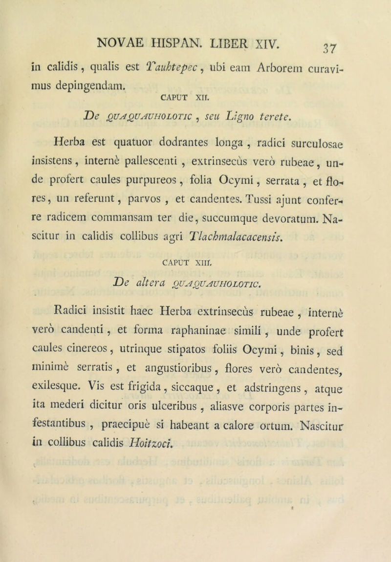 37 in calidis, qualis est Tauhtepec ^ ubi eam Arborem curavi- mus depingendam. CAPUT xir. De ^UAQUAVHOLOTic , seu Ligno terete. Herba est quatuor dodrantes longa , radici surculosae insistens, interne pallescenti , extrinsecus vero rubeae, un- de profert caules purpureos, folia Ocymi, serrata , et flo- res, un referunt, parvos , et candentes. Tussi ajunt confer- re radicem commansam ter die, succumque devoratum. Na- scitur in calidis collibus agri Tlachmalacacensis. CAPUT XIIL De altera quaqvauholotic. Radici insistit haec Herba extrinsecus rubeae , interne vero candenti, et forma raphaninae simili, unde profert caules cinereos, utrinque stipatos foliis Ocymi, binis, sed minime serratis, et angustioribus, flores vero candentes, exilesque. Vis est frigida, siccaque , et adstringens, atque ita mederi dicitur oris ulceribus , aliasve corporis partes in- festantibus , praecipue si habeant a calore ortum. Nascitur in collibus calidis Hoitzocu