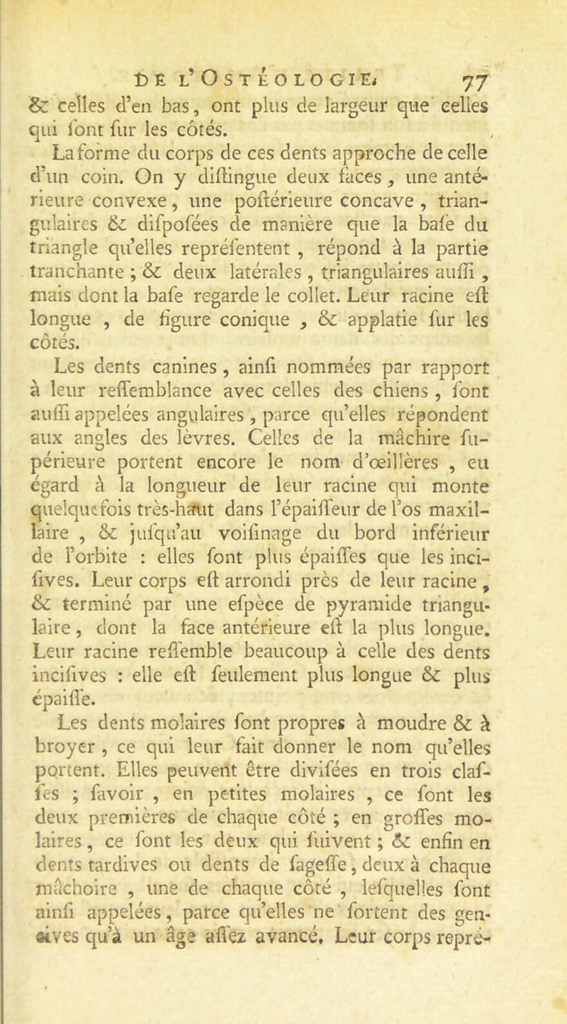 & celles d’en bas, ont plus de largeur que celles qui l'ont fur les côtés. La forme du corps de ces dents approche de celle d’un coin. On y diftingue deux faces , une anté- rieure convexe, une poftérieure concave , trian- gulaires & difpofées de manière que la bafe du triangle quelles repréfentent , répond à la partie tranchante ; & deux latérales , triangulaires auffi , mais dont la bafe regarde le collet. Leur racine eft longue , de figure conique , & applatie fur les côtés. Les dents canines, ainfi nommées par rapport à leur reffemblance avec celles des chiens, font îîufTi appelées angulaires , parce qu’elles répondent aux angles des lèvres. Celles de la mâchire fu- périeure portent encore le nom d’œillères , eu égard à la longueur de leur racine qui monte quelquefois très-httut dans l’épaiffeur de l’os maxil- laire , & jufqu’au voifmage du bord inférieur de l’orbite : elles font plus épaiffes que les inci- fives. Leur corps eft arrondi près de leur racine , & terminé par une efpèce de pyramide triangu- laire , dont la face antérieure eft la plus longue. Leur racine reft'emble beaucoup à celle des dents incifives : elle eft feulement plus longue & plus cpaifle. Les dents molaires font propres à moudre & à broyer , ce qui leur fait donner le nom qu’elles portent. Elles peuveilt être divifées en trois claf- ies ; favoir , en petites molaires , ce font les deux premières de chaque côté ; en groffes mo- laires , ce font les deux qui fuivent ; enfin en dents tardives ou dents de fageffe, deux à chaque mâchoire , une de chaque côté , lefquelles font alnfi appelées, parce qu’elles ne fortent des gen- eives qu’à un âge affez avancé. Leur corps repré-
