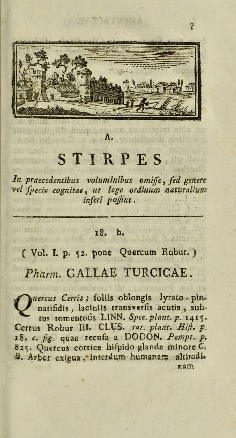 STIRPES In praecedentibus voluminibus omijfe, fed genere vel 'fpecie cognitae, ut lege ordinum naturalium inferi pojffint. s 8. b. ( Vo!. I. p. 52. pone Quercum Robur.) Pharm. GALLAE TURCICAE. ■4r\uercus Cerris ; foliis oblongis lyrato - pin« natifidis^ laciniis transvtrfis acutis, sub- tu« tomentofis L1NN. Spec.piant, p. 141 5. Cerrus Robur 111. CLUS. rar. piant. Hi fi. p. 18. c. fig. quae recufa a DODON. Pempt. pt 825. Quercus cortice hifpido glande minore 3. Arbor exigua interdum humanam altitudi- nem