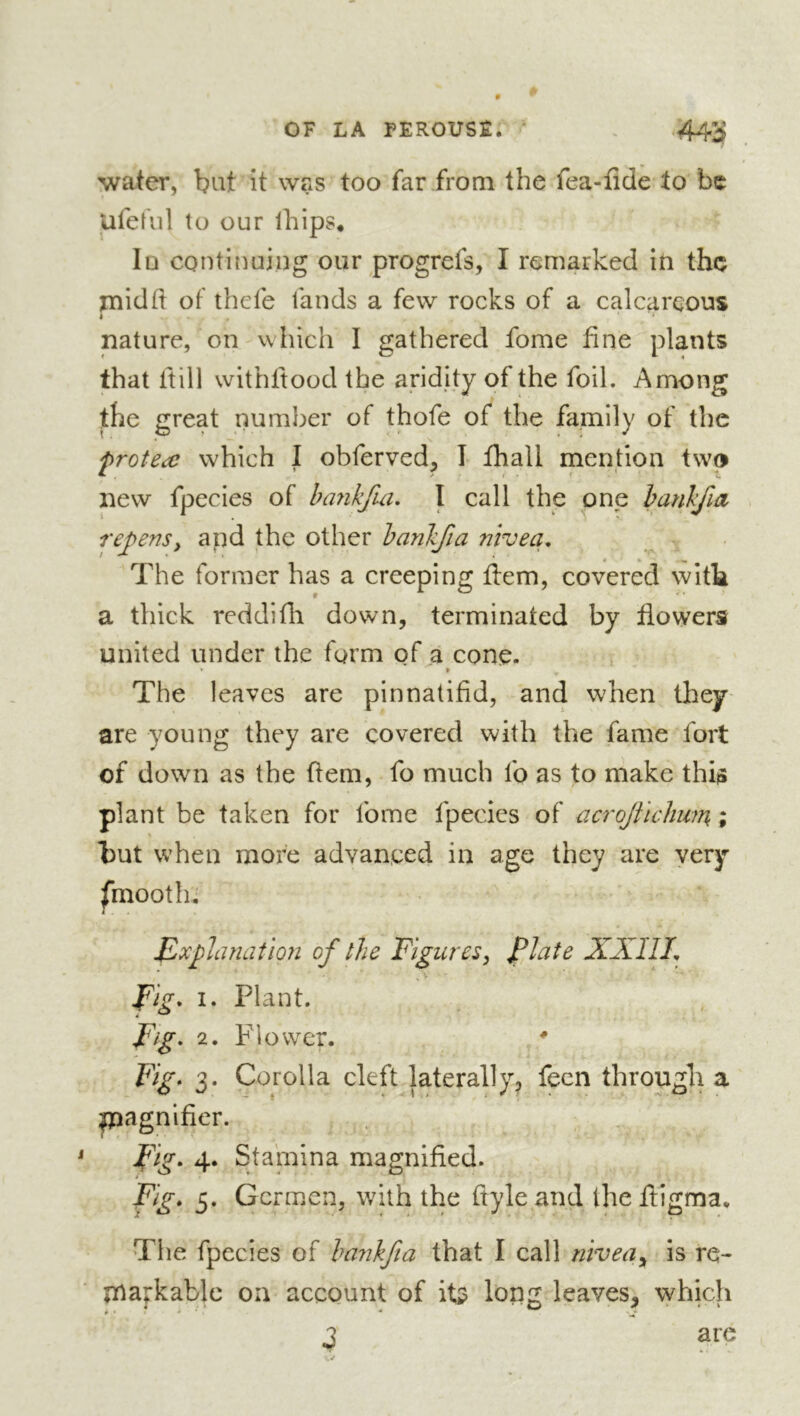 OF LA PEROUSÊ. ^ . 44ÿ water, but it was too far from the fea-fide to be ufekil to our Ihips* Id continuing our progrefs, I remarked iti the paid ft of thefe fands a few rocks of a calcareous I . * nature, on which I gathered fome fine plants that ft ill withftood the aridity of the foil. Among the great number of thofe of the family of the protege which I obferved, 1 fhall mention two new fpecies of hayikfm, I call the one hanhfia re^enSy apd the other hankfia nivea. The former has a creeping flem, covered with a thick reddifli down, terminated by flowers united under the form of a cone. t The leaves are pinnatifid, and when they are young they are covered with the fame fort of down as the ftem, fo much fo as to make thi^ plant be taken for fome fpecies of acrojtlchmn ; hut when more advanced in age they are very fmootln j JLxplanation of the Figures, flute XXIIL Fig* I. Plant. rig. 2. F lower. ^ Fig* 3. Corolla cleft laterally^ fecn through a poagnifier. rig. 4* Stamina magnified. 5- Gcrmen, with the ftyle and the ftigma. The fpecies of hajihfia that I call niveuy is re- paafkablc oa account of iti? long leaves, which are