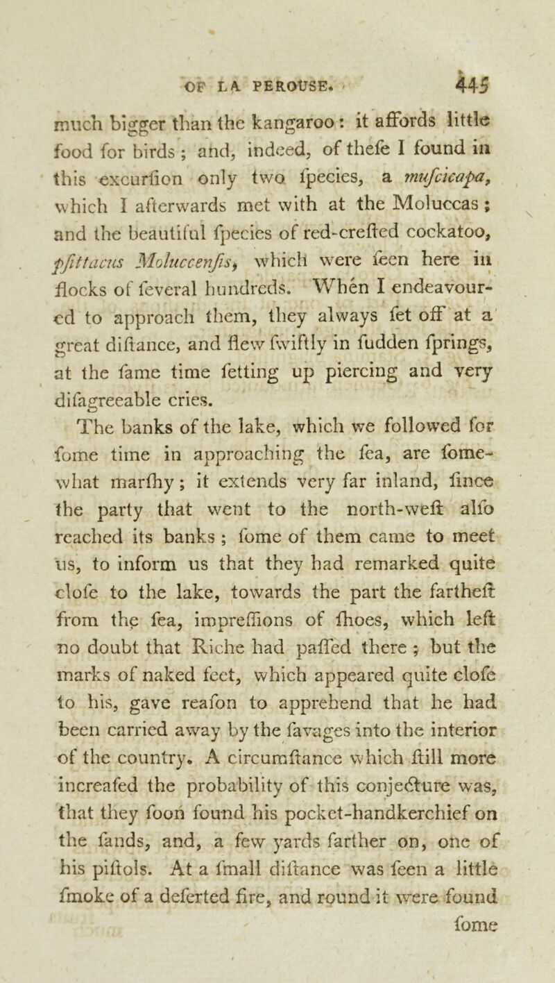 much bigger than the kangaroo : it affords little food for birds ; and, indeed, of thefe I found in this excurfion only two Ipeeies, a mufeicapa, which I afterwards met with at the Moluccas ; and the beautiful fpecies of red-crefted cockatoo, ffittacm Moluccenfis^ which were leen here in flocks of lèverai hundreds. When I endeavour- ed to approach them, they always fet off at a' great diflance, and flew Rviftly in fudden fprings, at the fame time fetting up piercing and very difagreeable cries. The banks of the lake, which we followed for fome time in approaching the fea, are fome-* what marfhy ; it extends very far inland, flnee the party that went to the north-wefl: alfo reached its banks ; tome of them came to meet us, to inform us that they had remarked quite clofe to the lake, towards the part the farthefl: from the fea, imoreflions of fhoes, which left no doubt that Riche had paffed there ; but the marks of naked feet, which appeared quite clofe to his, gave reafon to apprehend that he had been carried away by the favages into the interior of the country. A circumflance which flill more increafed the probability of this conjecture was, that they foon found his pocket-handkerchief on the fands, and, a few yards farther on, one of his pittols. At a fmall diflance was feen a little fmoke of a deferted fire, and round it \yere found fome