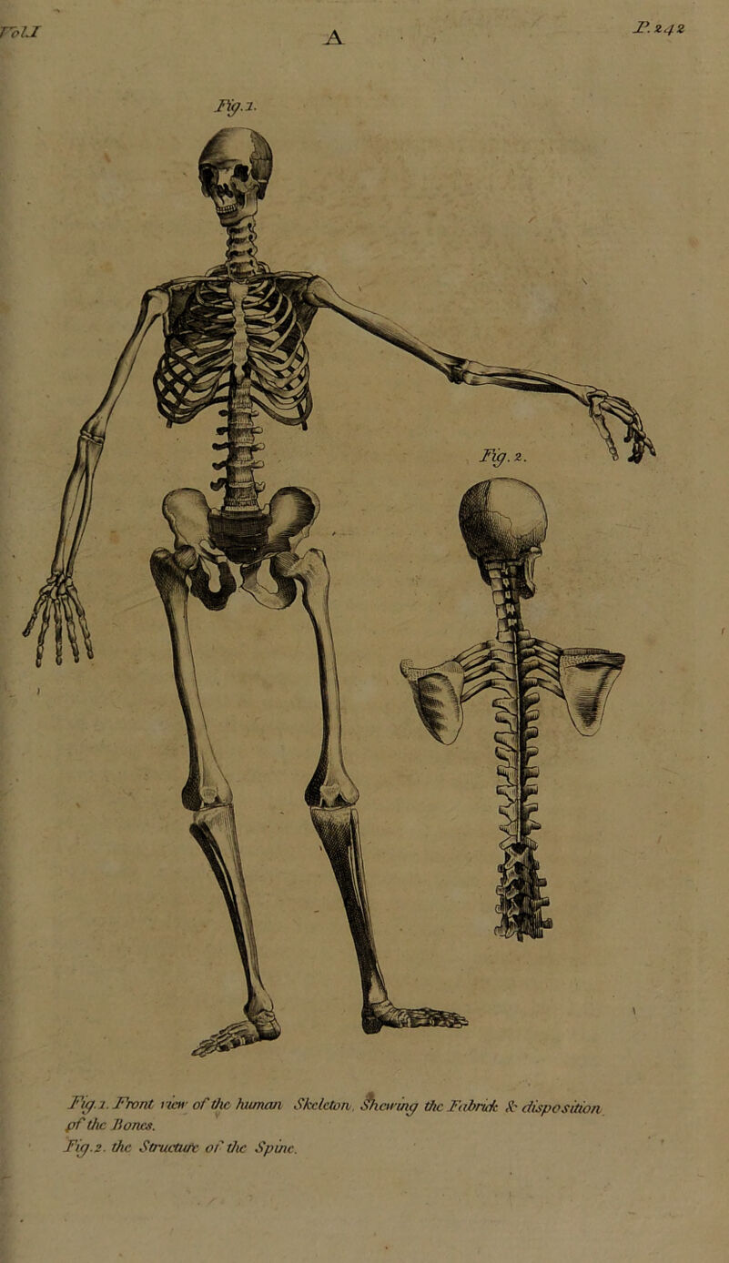 rbu A Z4Z r Fi^.i. Front rim- of the human Skeleton. J^iarihy the Fabritk disposition pf the Bones.