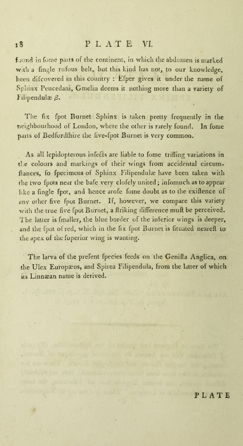 found in fume parts of the continent, in which the abdomen is marked with a {ingle rufous belt, but this kind has not, to our knowledge, been di {covered in this country : Efper gives it under the name of Sphinx Peucedani, Gmelin deems it nothing more than a variety of Filipendulae /3. The fix fpot Burnet Sphinx is taken pretty frequently in the neighbourhood ot London, where the other is rarely found. In fome parts of Bedfordlhire the five-fpot Burnet is very common. As all lepidopterous infefls are liable to fome trifling variations in the colours and markings ot their wings from accidental circum- fiances, fo fpecimeus of Sphinx Filipendulae have been taken with the two fpots near the bafe very clofely united ; infomuch as to appear like a fingle fpot, and hence arofe fome doubt as to the exigence of any other five fpot Burnet. If, however, we compare this variety with the true five fpot Burnet, a {hiking difference mull be perceived. The latter is final ler, the blue border of the inferior wings is deeper, and the fpot of red, which in the fix fpot Burnet is fituated nearefi. to the apex of thefuperior wing is wanting. The larva of the prefent fpecies feeds on the Genifla Anglica, on the Ulex Europacus, and Spirea Filipendula, from the latter of which its Linnaean name is derived.