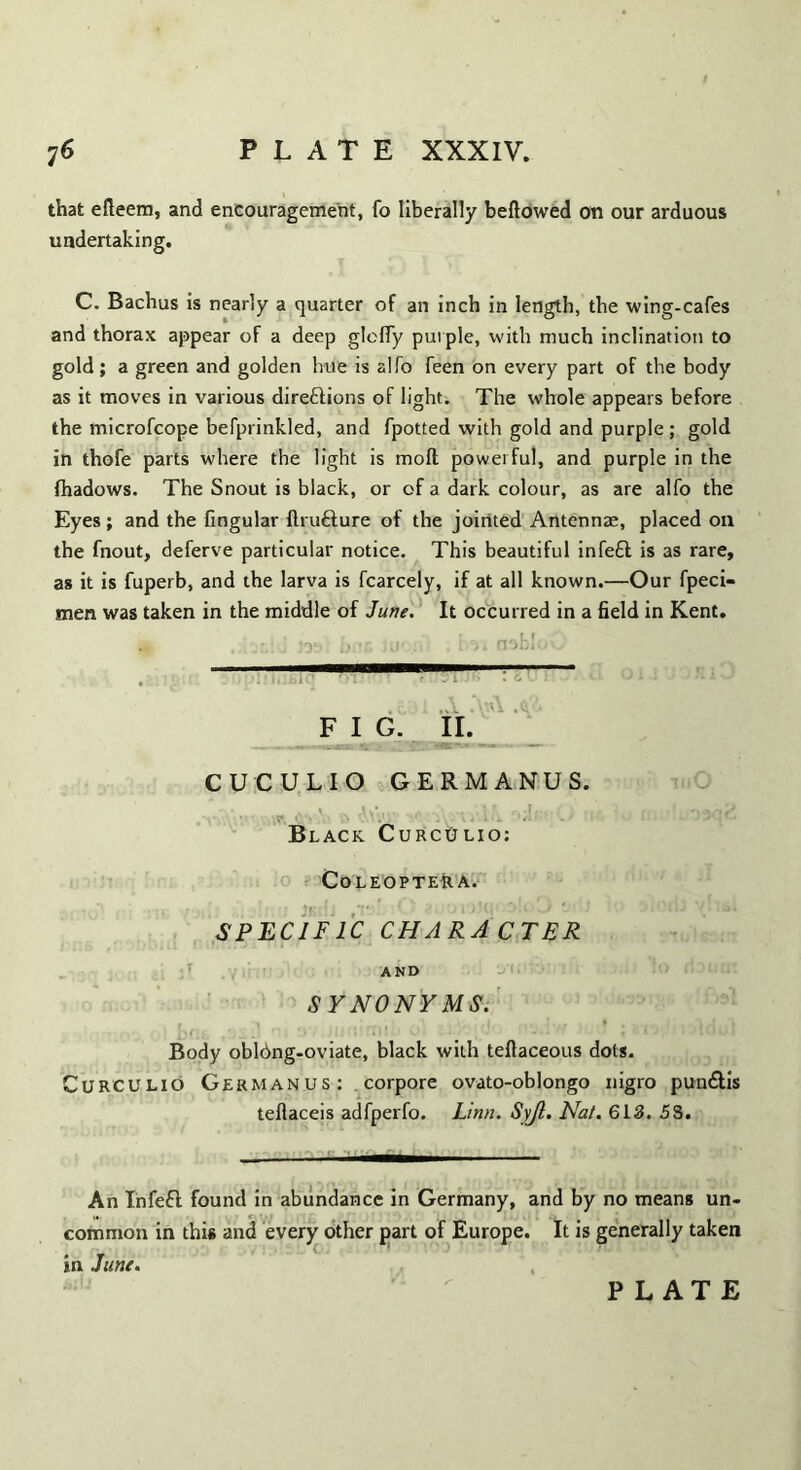 that efleem, and encouragement, fo liberally bellowed on our arduous undertaking. C. Bachus is nearly a quarter of an inch in length, the wing-cafes and thorax appear of a deep glefiy purple, with much inclination to gold; a green and golden hue is alfo feen on every part of the body as it moves in various directions of light. The whole appears before the microfcope befprinkled, and fpotted with gold and purple ; gold in thofe parts where the light is molt powerful, and purple in the fhadows. The Snout is black, or of a dark colour, as are alfo the Eyes; and the fmgular flrufture of the jointed Antennae, placed on the fnout, deferve particular notice. This beautiful infeCt is as rare, as it is fuperb, and the larva is fcarcely, if at all known.—Our fpeci- men was taken in the middle of June. It occurred in a field in Kent. .^ ■■ FIG. II. CUCULIO GERMANUS. m Black Curcijlio; CoLEOPTER A. SPECIFIC CHARACTER AND SYNONYMS. £> (;. .... ' • * i! t • ! * i ‘ a - ■ ■ » r ■' l • , I J l U U1 Body obldng-oviate, black with teftaceous dots. Curculio Germanus: corpore ovato-oblongo nigro pundlis teflaceis adfperfo. Linn. Syjl. Nat. 613. 5S. An tnfefl found in abundance in Germany, and by no means un- common in this and every other part of Europe. It is generally taken in June.