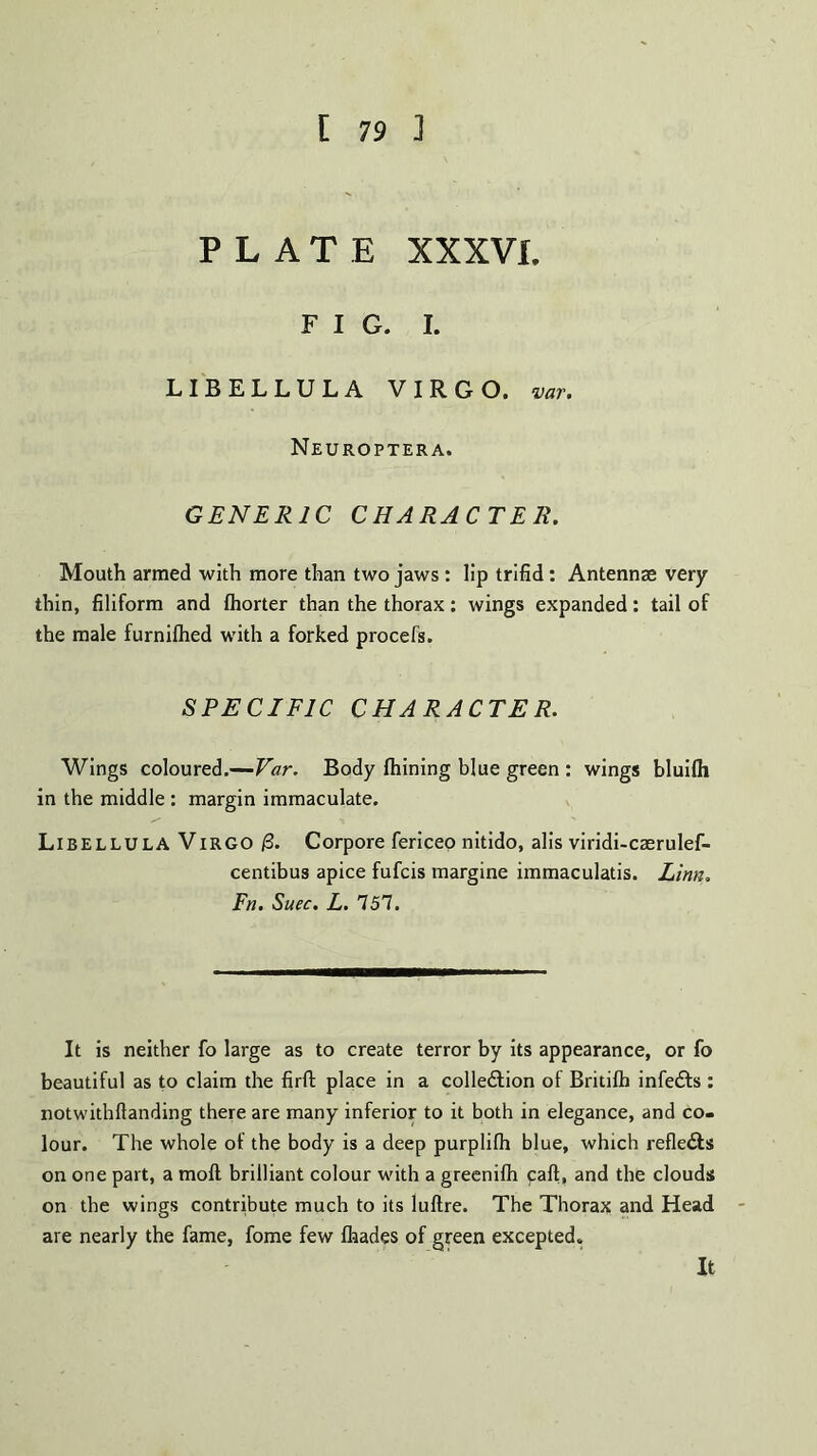 PLATE XXXVL FIG. I. LIBELLULA VIRGO, var. Neuroptera. GENERIC CHARACTER. Mouth armed with more than two jaws : lip trifid: Antennae very thin, filiform and fhorter than the thorax: wings expanded: tail of the male furnifhed with a forked procefs. SPECIFIC CHARACTER. Wings coloured.—Var. Body fhining blue green : wings bluifli in the middle : margin immaculate. Libellula Virgo /3. Corpore fericeo nitido, alis viridi-casrulef- centibus apice fufcis margine immaculatis. Linn. Fn. Suec. L. 757. It is neither fo large as to create terror by its appearance, or fo beautiful as to claim the firft place in a colledtion of Britifh infers : notwithftanding there are many inferior to it both in elegance, and co- lour. The whole of the body is a deep purplifh blue, which reflects on one part, a moll brilliant colour with a greenilh calf, and the clouds on the wings contribute much to its luftre. The Thorax and Head are nearly the fame, fome few fhades of green excepted. It