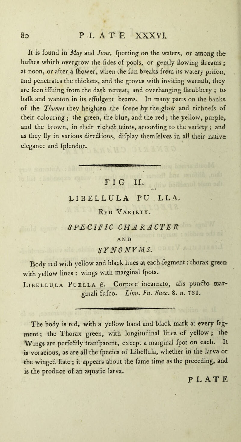 It is found in May and June, fporting on the waters, or among the bufhes which overgrow the fides of pools, or gently flowing flreams ; at noon, or after a fhower, when the fun breaks from its watery prifon, and penetrates the thickets, and the groves with inviting warmth, they are feen iffuing from the dark retreat, and overhanging fhrubbery ; to bafk and wanton in its effulgent beams. In many pai ls on the banks of the Thames they heighten the fcene by the glow and richnefs of their colouring ; the green, the blue, and the red; the yellow, purple, and the brown, in their richeft teints, according to the variety ; and as they fly in various dire&ions, difplay themfelves in all their native elegance and fplendor. FIG II. LIBELLULA PU LLA. Red Variety. SPECIFIC CHARACTER AND SYNONYMS. Body red with yellow and black lines at each fegment: thorax green with yellow lines : wings with marginal fpots. Libell U l a Puella (3. Corpore incarnato, alls pun&o mar- ginal! fufco. Linn. Fn. Suec. 8. n. 761. The body is red, with a yellow band and black mark at every feg- ment ; the Thorax green, with longitudinal lines of yellow ; the Wings are perfe&ly tranfparent, except a marginal fpot on each. It is voracious, as are all the fpecies of Libellula, whether in the larva or the winged ftate; it appears about the fame time as the preceding, and is the produce of an aquatic larva. PLATE