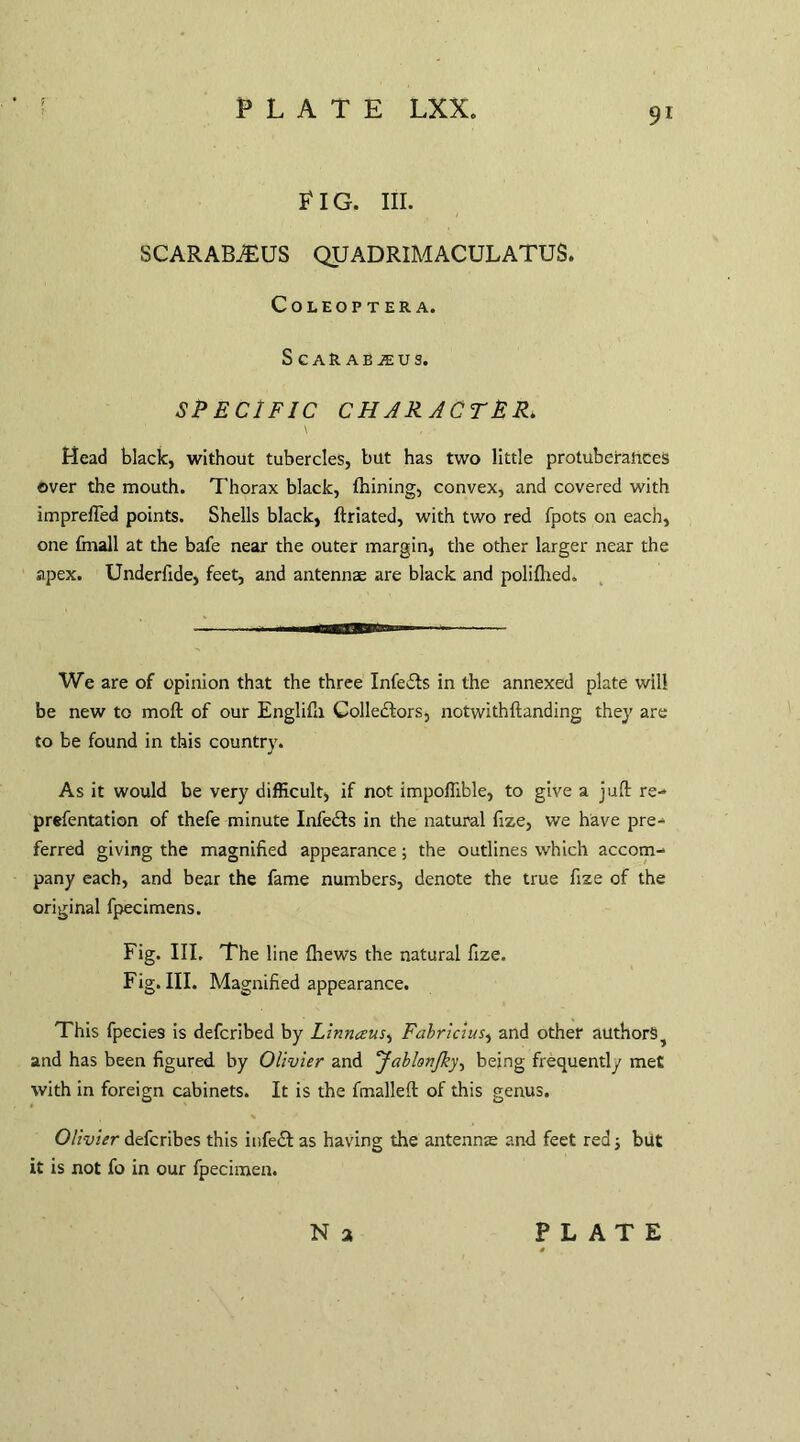 FIG. III. SCARABJEUS QUADRIMACULATUS. COLEOPTERA. ScaRae^us. SPECIFIC CHARACTER* \ , Mead black, without tubercles, but has two little protuberances over the mouth. Thorax black, Ihining, convex, and covered with imprefted points. Shells black, ftriated, with two red fpots on each, one {mall at the bafe near the outer margin, the other larger near the apex. Underfide, feet, and antennae are black and polifhed. We are of opinion that the three Infers in the annexed plate will be new to moft of our Englifh Collectors, notwithftanding they are to be found in this country. As it would be very difficult, if not impoffible, to give a juft re- prefentation of thefe minute InfeCts in the natural fize, we have pre¬ ferred giving the magnified appearance; the outlines which accom¬ pany each, and bear the fame numbers, denote the true fize of the original fpecimens. Fig. III. The line fhews the natural fize. Fig. III. Magnified appearance. This fpecies is defcribed by Linnaus, Fabricius, and other authors ^ and has been figured by Olivier and JablonJky, being frequently met with in foreign cabinets. It is the fmalleft of this genus. Olivier defcribes this infeCl as having the antennae and feet red; but it is not fo in our fpecimen. N a PLATE