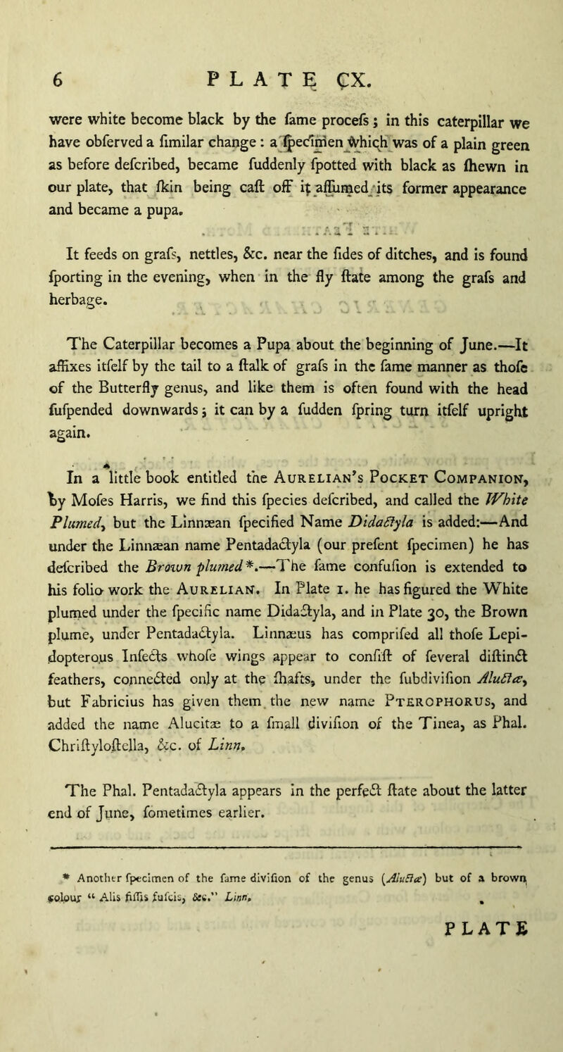 were white become black by the fame procefs; in this caterpillar we have obferved a fimilar change : a Ipedmenjilvhiqh was of a plain green as before defcribed, became fuddenly fpotted with black as (hewn in our plate, that fkin being caft off 4 affirmed ’its former appearance and became a pupa. It feeds on grafs, nettles, &c. near the fides of ditches, and is found fporting in the evening, when in the fly ftate among the grafs and herbage. The Caterpillar becomes a Pupa about the beginning of June.—It affixes itfelf by the tail to a ftalk of grafs in the fame manner as thofe of the Butterfly genus, and like them is often found with the head fufpended downwards ■, it can by a fudden fpring turn itfelf upright again. In a little book entitled the Aurelian's Pocket Companion, \y Mofes Harris, we find this fpecies defcribed, and called the White Plumed-t but the Linnaean fpecified Name DidaSIyla is added:—And under the Linnaean name Pentadaclyla (our prefent fpecimen) he has defcribed the Brown plwned *.—The fame confufion is extended to his folio work the AureliaN. In Plate i. he has figured the White plumed under the fpecific name Didadtyla, and in Plate 30, the Brown plume, under Pentadadlyla. Linnaeus has comprifed all thofe Lepi- doptero.us Infects whofe wings appear to confift of feveral diftindt feathers, connected only at the fhafts, under the fubdivifion AluRa^ but Fabricius has given them the new name Pterophorus, and added the name Alucitae to a fmall divifion of the Tinea, as Phal. Chriftyloftella, &c. of Linn. The Phal. Pentadadtyla appears in the perfect ftate about the latter end of June, fometimes earlier. * Another fpecimen of the fame divifion of the genus (A'luRce) but of a brown, colour “ Alis fiflis fufeis, Stu. Linn, .