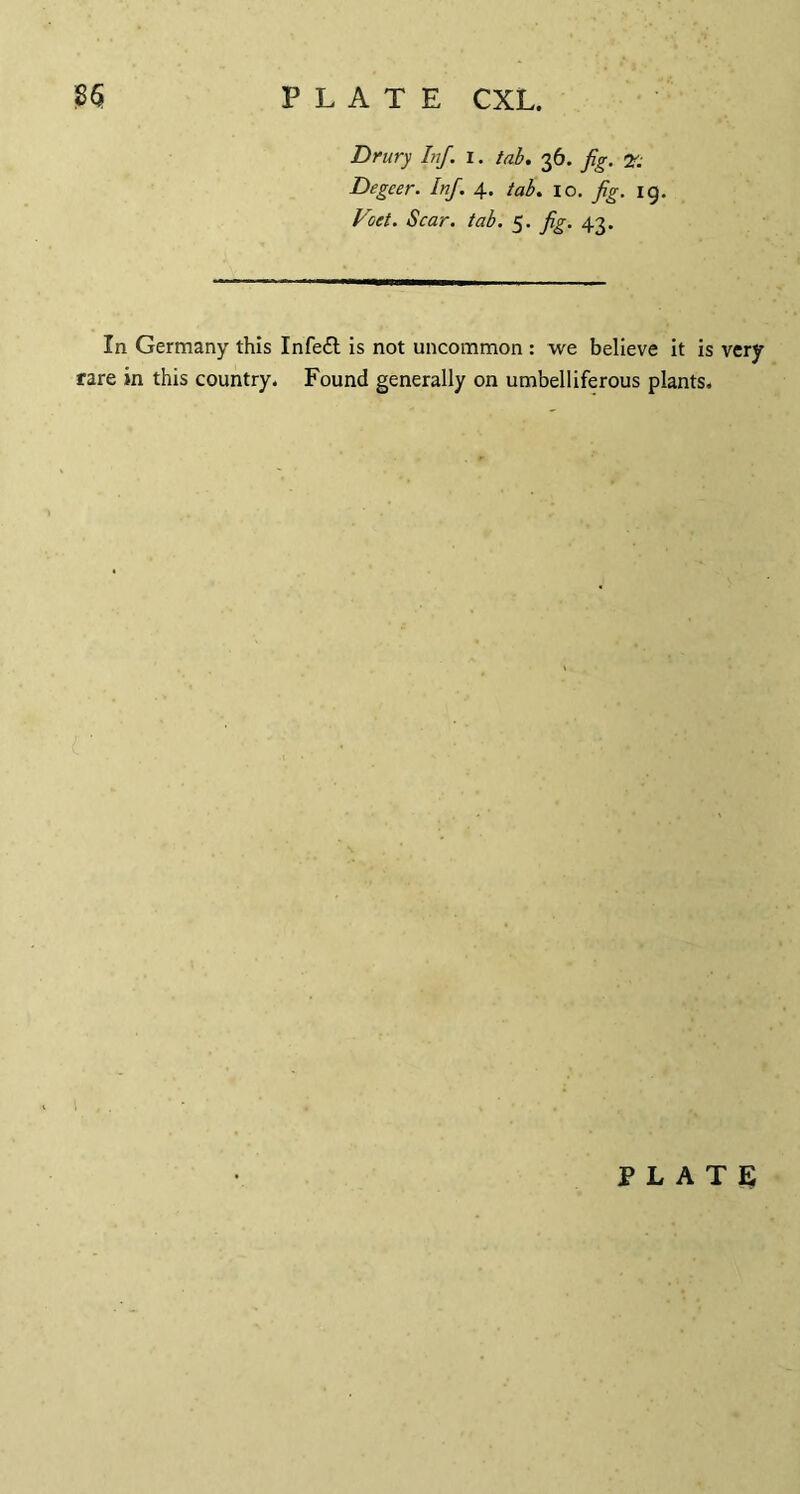 Drury Inf. x. tab. 36. fig. Degcer. Inf. 4. tab. 10. fig. 19. Voct. Scar. tab. 5. fig. 43. In Germany this Infeft is not uncommon : we believe it is very- rare in this country. Found generally on umbelliferous plants.