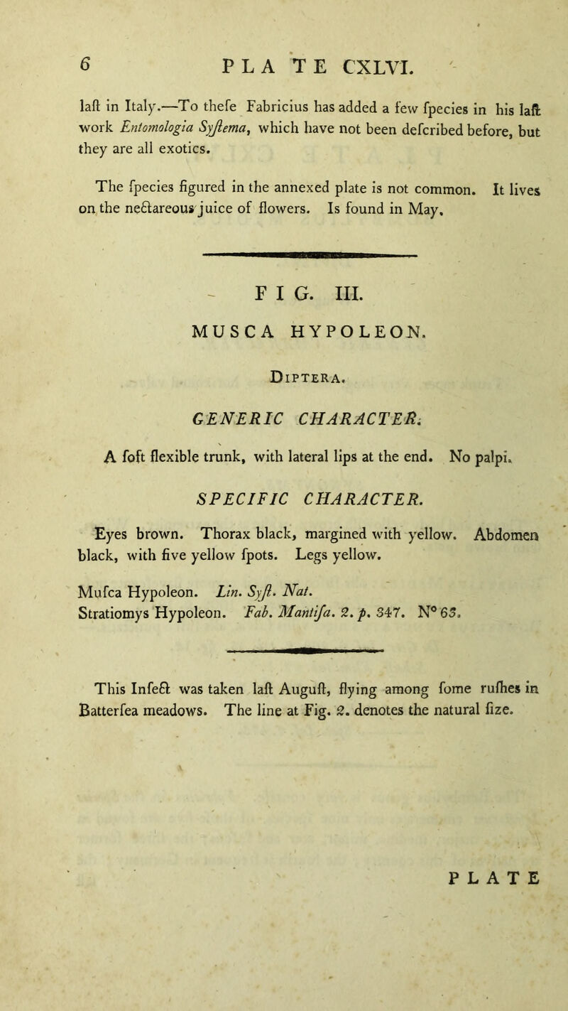 laft in Italy.—To thefe Fabricius has added a few fpecies in his laft work Entomologia Syjlema, which have not been defcribed before, but they are all exotics. The fpecies figured in the annexed plate is not common. It lives on the ne&areous juice of flowers. Is found in May, F I G. III. MUSCA HYPOLEOJM. Diptera. GENERIC CHARACTER. A foft flexible trunk, with lateral lips at the end. No palpi, SPECIFIC CHARACTER. Eyes brown. Thorax black, margined with yellow. Abdomen black, with five yellow fpots. Legs yellow. Mufca Hypoleon. Lin. SyJ}.. Nat. Stratiomys Hypoleon. Fab. Mantija. 2. p. 347. N°65. This Infefft was taken laft Auguft, flying among fome rufhes in Batterfea meadows. The line at Fig. 2. denotes the natural fize.