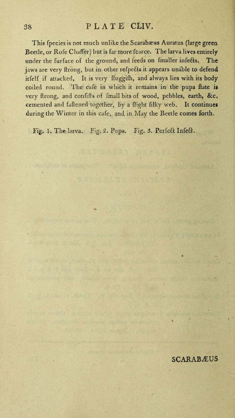 This fpecies is not much unlike the Scarabaeus Auratus (large green Beetle, or Role Chaffer) but is far more fcarce. The larva lives entirely under the furface of the ground, and leeds on fmaller infefts. The jaws are very ftrong, but in other refpefts it appears unable to defend itfelf if attacked, It is very fluggilh, and always lies with its body coiled round. The cafe in which it remains in the pupa ftate is very ftrong, and confifts of fmall bits of wood, pebbles, earth, &c. cemented and faftened together, by a flight filky web. It continues during the Winter in this cafe, and in May the Beetle comes forth. Fig. 1. The larva. Fig. 2. Pupa. Fig. 3. Perfeft Infefl. SCARABAEUS