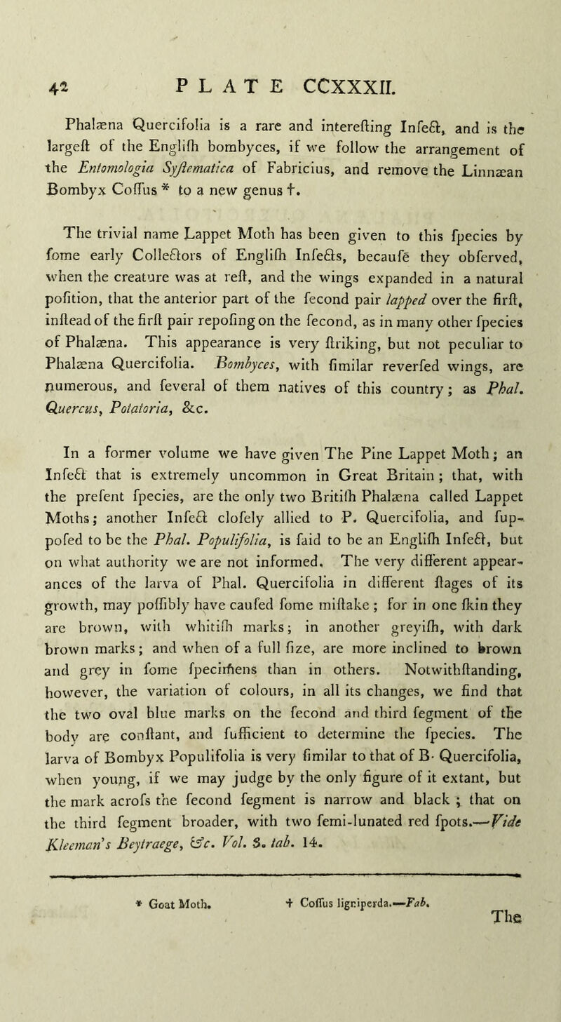 Phalaena Quercifolia is a rare and interefting Infeft, and is the largeft of the Englifh bombyces, if we follow the arrangement of the Entomologia Syjlematica of Fabricius, and remove the Linnzean Bombyx Coflus * to a new genus t. The trivial name Lappet Moth has been given to this fpecies by fome early Collefilors of Englifh Infefls, becaufe they obferved, when the creature was at reft, and the wings expanded in a natural pofition, that the anterior part of the fecond pair lapped over the firft, inftead of the firft pair repofingon the fecond, as in many other fpecies of Phalaena. This appearance is very ftriking, but not peculiar to Phalaena Quercifolia. Bombyces, with fimilar reverfed wings, are numerous, and feveral of them natives of this country; as Phal. Quercus, Polatorla, &c. In a former volume we have given The Pine Lappet Moth; an Infefft that is extremely uncommon in Great Britain ; that, with the prefent fpecies, are the only two Britifh Phalaena called Lappet Moths; another Infe£l clofely allied to P. Quercifolia, and fup- pofed to be the Phal. Populifolia, is faid to be an Englifh Infefif, but on what authority we are not informed. The very different appear¬ ances of the larva of Phal. Quercifolia in different ftages of its growth, may poflibly have caufed fome miftake ; for in one fkin they are brown, with whitifh marks; in another greyifh, with dark brown marks; and when of a full fize, are more inclined to brown and grey in fome fpeciifiens than in others. Notwithftanding, however, the variation of colours, in all its changes, we find that the two oval blue marks on the fecond and third fegment of the body are conftant, and fufficient to determine the fpecies. The larva of Bombyx Populifolia is very fimilar to that of B- Quercifolia, when young, if we may judge by the only figure of it extant, but the mark acrofs the fecond fegment is narrow and black ; that on the third fegment broader, with two femi-lunated red fpots.—’Vide Kleemans Beytraege, CSV. Vol. 8. tab. 14. * Goat Moth. 4 Coflus ligniperda.—-Tab. The