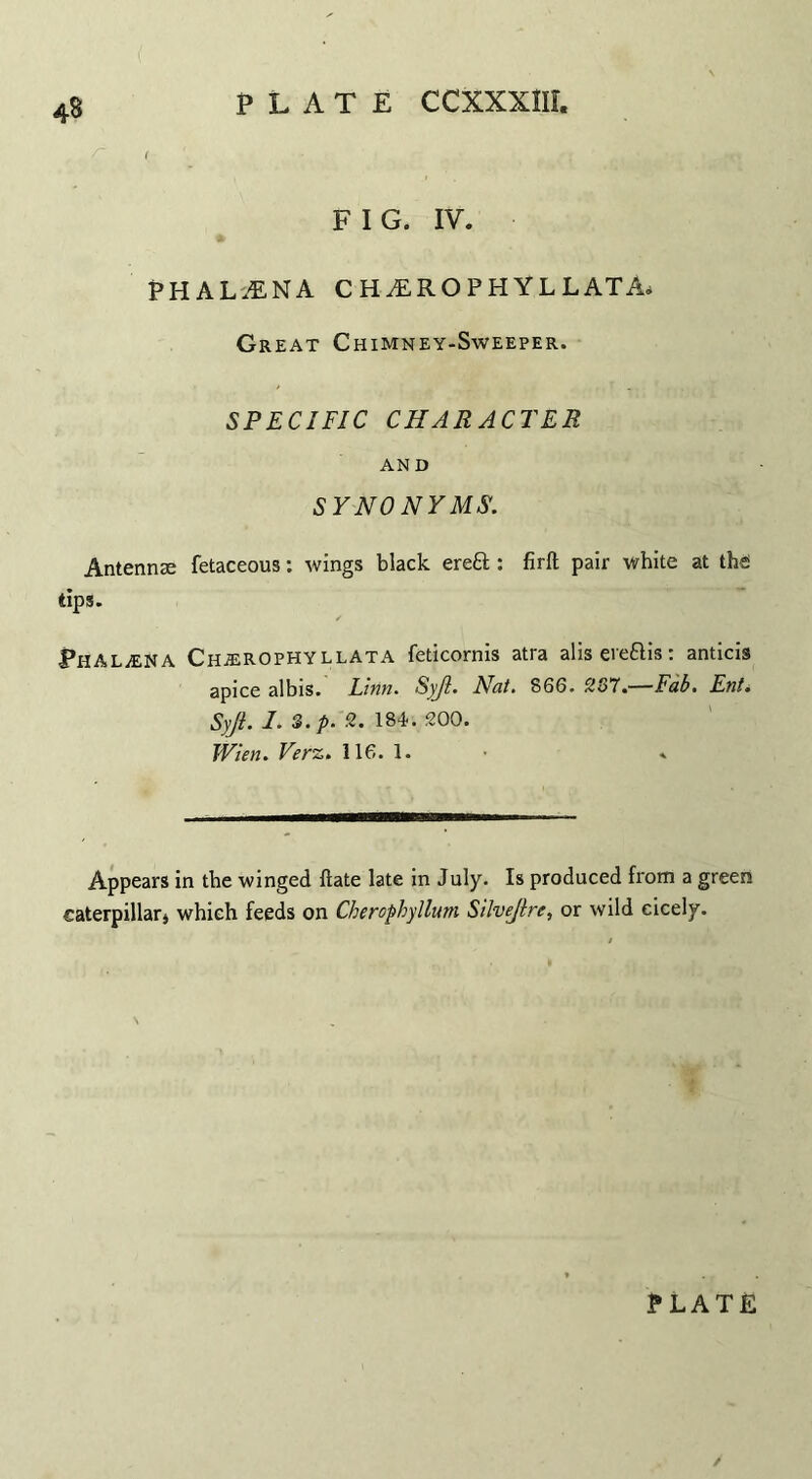 4S F I G. IV. PHAL.ENA CH^ROPHYLL AT A* Great Chimney-Sweeper. SPECIFIC CHARACTER AND SYNONYMS. Antennae fetaceous: wings black ereft : firft pair white at the* dps. PhALjENA Chjerophyllata feticornis atra alis eveftis: anticis apice albis. Linn. Syjl. Nat. 866. 257.—Fab. Ent. Syji. 1. S.p. 2. 184.. 200. Wien. Verz. 116. 1. Appears in the winged Rate late in July. Is produced from a green caterpillar* which feeds on Cherophyllum Silvejtre, or wild cicely.