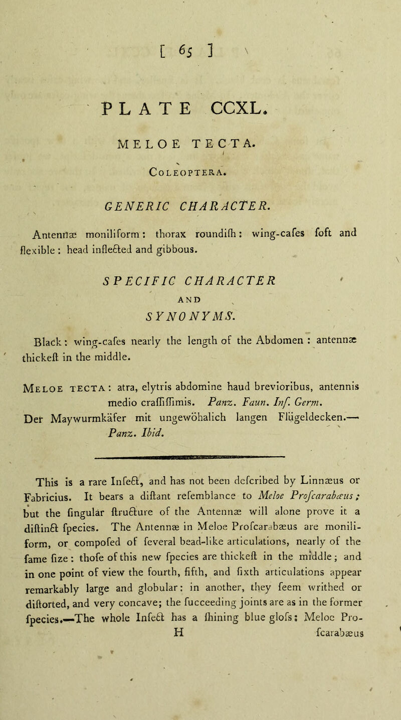 [ 6J 1 PLATE CCXL. MELOE TECTA. / X CoLEOPTERA. GENERIC CHARACTER. Antenrtae moniliform: thorax roundifh: wing-cafes foft and flexible : head inflected and gibbous. SPECIFIC CHARACTER AND SYNONYMS. Black: wing-cafes nearly the length of the Abdomen : antennae thickeft in the middle. Meloe tecta: atra, elytris abdomine haud brevioribus, antennis medio craffiftimis. Panz. Faun. Inf. Germ. Del* Maywurmkafer mit ungewohalich langen Flugeldecken.—• Panz. Ibid. This is a rare Infefl, and has not been defcribed by Linnaeus or Fabricius. It bears a diftant refemblance to Meloe Profearabceus; but the fingular ftru&ure of the Antennae will alone prove it a diftinft fpecies. The Antennae in Meloe Profcarabaeus are monili¬ form, or compofed of feveral bead-like articulations, nearly of the fame fize : thofe of this new fpecies are thickeft in the middle; and in one point of view the fourth, fifth, and fixth articulations appear remarkably large and globular: in another, they feem writhed or diftorted, and very concave; the fucceeding joints are as in the former fpecies.—The whole Infeft has a fhining blueglofs; Meloe Pro- Id fcarabaeus