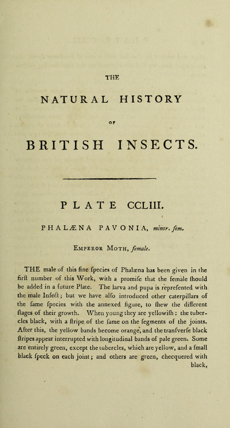 NATURAL HISTORY of BRITISH INSECTS. PLATE CCLIII. < PHALilNA PAV ONI A, minor. fem. Emperor Moth, female. THE male of this fine fpecies of Phalasna has been given in the firft number of this Work, with a promife that the female fhould be added in a future Plate. The larva and pupa is reprefented with the male Infedl;; but we have alfo introduced other caterpillars of the fame fpecies with the annexed figure, to fhew the different Rages of their growth. When young they are yellowifh : the tuber¬ cles black, with a flripe of the fame on the fegments of the joints. After this, the yellow bands become orange, and the tranfverfe black firipes appear interrupted with longitudinal bands of pale green. Some are entirely green, except the tubercles, which are yellow, and a fmall black fpeck on each joint; and others are green, checquered with black.