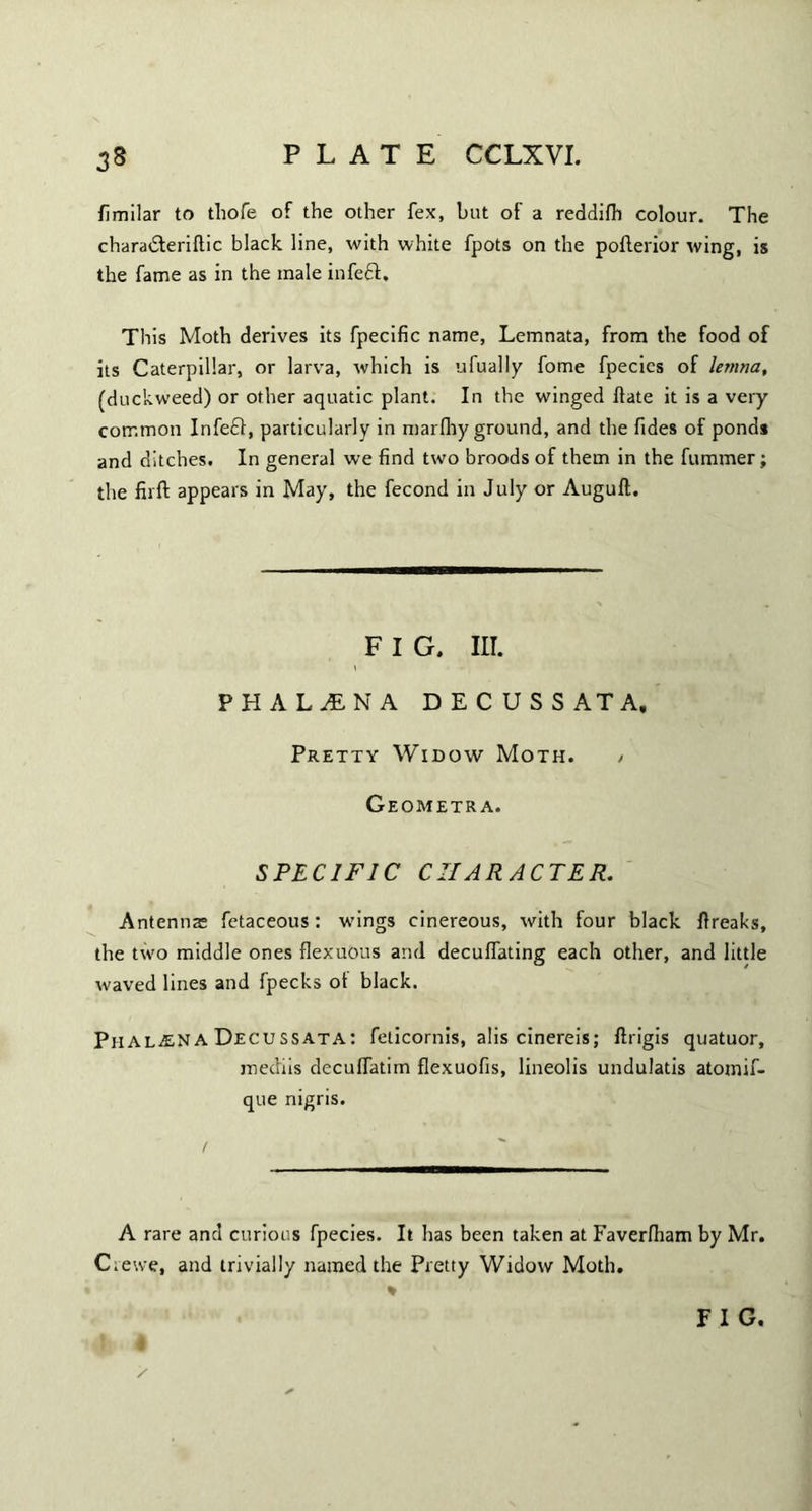 fimilar to thofe of the other fex, but of a reddifh colour. The charatfteriftic black line, with white fpots on the pofterior wing, is the fame as in the male infeft. This Moth derives its fpecific name, Lemnata, from the food of its Caterpillar, or larva, which is ufually fome fpecics of lernna, (duckweed) or other aquatic plant. In the winged Hate it is a very common Infed):, particularly in marfhy ground, and the fides of pond# and ditches. In general we find two broods of them in the fummer; the fit ft appears in May, the fecond in July or Auguft. F I G. III. PHAL1NA DECUSSATA, Pretty Widow Moth. / Geometr a. SPECIFIC CHARACTER. Antennas fetaceous: wings cinereous, with four black ftreaks, the two middle ones flexuous and decuftating each other, and little waved lines and fpecks ot black. PhaljENa Decussata: feticornis, alis cinereis; ftrigis quatuor, mediis decuftatim flexuofis, lineolis undulatis atomif- que nigris. A rare and curious fpecies. It has been taken at Faverfham by Mr. Crewe, and trivially named the Pretty Widow Moth.