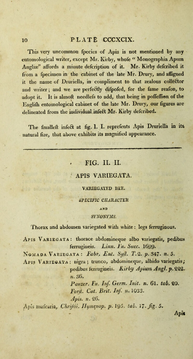 Tliis very uncommon fpecies of Apis is not mentioned by any entomological writer, except Mr. Kirby, whole “ Monographia Apum Anglia;” affords a minute defcription of it. Mr. Kirby defcribed it from a fpecimen in the cabinet of the late Mr. Drury, and affigned it the name of Druriella, in compliment to that zealous colleftor and writer; and we are perfectly difpofed, for the fame reafon, to adopt it. It is almoft needlefs to add, that being in poffeflion of the Euglifli entomological cabinet of the late Mr. Drury, our figures are delineated from the individual infeft Mr. Kirby defcribed. The fmalleft infeSt at fig. 1. I. reprefents Apis Druriella in its natural fize, that above exhibits its magnified appearance. FIG. II. II. APIS VARIEGATA. VARIEGATED BEE. SPECIFIC CHARACTER A HD SYNONYMS. Thorax and abdomen variegated with white: legs ferruginous. Apis Variegata: tborace abdomineque albo variegatis, pedibus ferrugiueis. Linn. I n. Suec. 1699* Nomada Variegata : Fabr. Ent. Syfl. T.2. p.347- n. 5. Apis Variegata: nigra; trunco, abdomineque, albido variegatis; pedibus ferrugineis. Kilby Apium Angl. p.222. n. S6. Panzer. Fn. Inf. Germ. Init. n. 6l. tab. 20. Forft. Cat. Brit. Inf n. 1033. Apis. n. 26. Apis mufcaria, Chriftii. Ilymenop. p. 195. tab. 17- fig- 5.