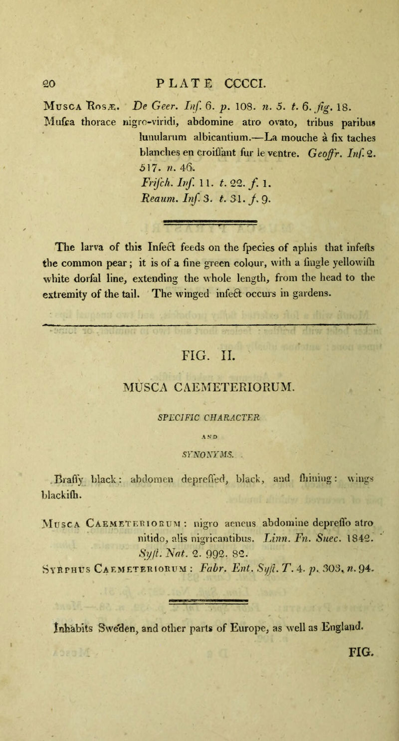 Musca Rosas. De Geer. Inf. 6. p. 108. n. 5. t. 6. .fig. 18. Mulia thorace nigro-viridi, abdomine atro ovato, tribus paribus lunularum albicantium.—La mouche a fix taches blanches en c.roifi'ant fur le ventre. Geoffr. Inf 2. 517- n. 46. FriJ'ch. Inf. 11. t. 22. f 1. Reaum. Inf. 3. t. 31. f. 9. The larva of this Infect feeds on the fpecies of aphis that infefts the common pear; it is of a fine green colour, with a fiugle yellowilh white dorfal line, extending the whole length, from the head to the extremity of the tail. The winged infeft occurs in gardens. FIG. II. MUSCA CAEMETERIORUM. SPECIFIC CHARACTER A N D SYNONYMS. . .Braffy black: abdomen deprefied, black, and filming: wings blackilb. Musca Caemeteriorum : nigro aeneus abdomine depreffo atro nitido, alis nigricantibus. Linn. Fn. Suec. 1842. Syjl. Nat. 2. 992. 82. SyRpnrs Caemeteriorum : Fair. Ent. Syji. T. 4. p. 803. n. 94. Inhabits Swe'den, and other parts of Europe, as well as England. FIG.