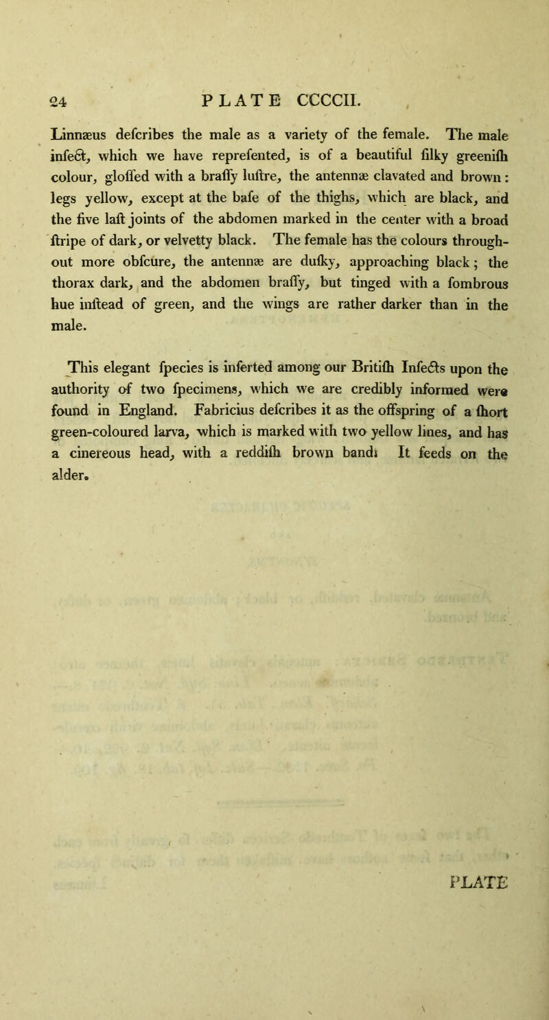 Linnzeus defcribes the male as a variety of the female. The male infect, which we have reprefented, is of a beautiful filky greenilh colour, gloffed with a braffy luftre, the antennas clavated and brown: legs yellow, except at the bafe of the thighs, which are black, and the five laft joints of the abdomen marked in the cexiter with a broad ftripe of dark, or velvetty black. The female has the colours through¬ out more obfcure, the antennee are dufky, approaching black; the thorax dark, and the abdomen braffy, but tinged with a fombrous hue inftead of green, and the wings are rather darker than in the male. This elegant fpecies is inferted among our Britifh Infe61s upon the authority of two fpecimens, which we are credibly informed were found in England. Fabricius defcribes it as the offspring of a fhort green-coloured larva, which is marked with two yellow lines, and has a cinereous head, with a reddilh brown bands It feeds on the alder. PLATE