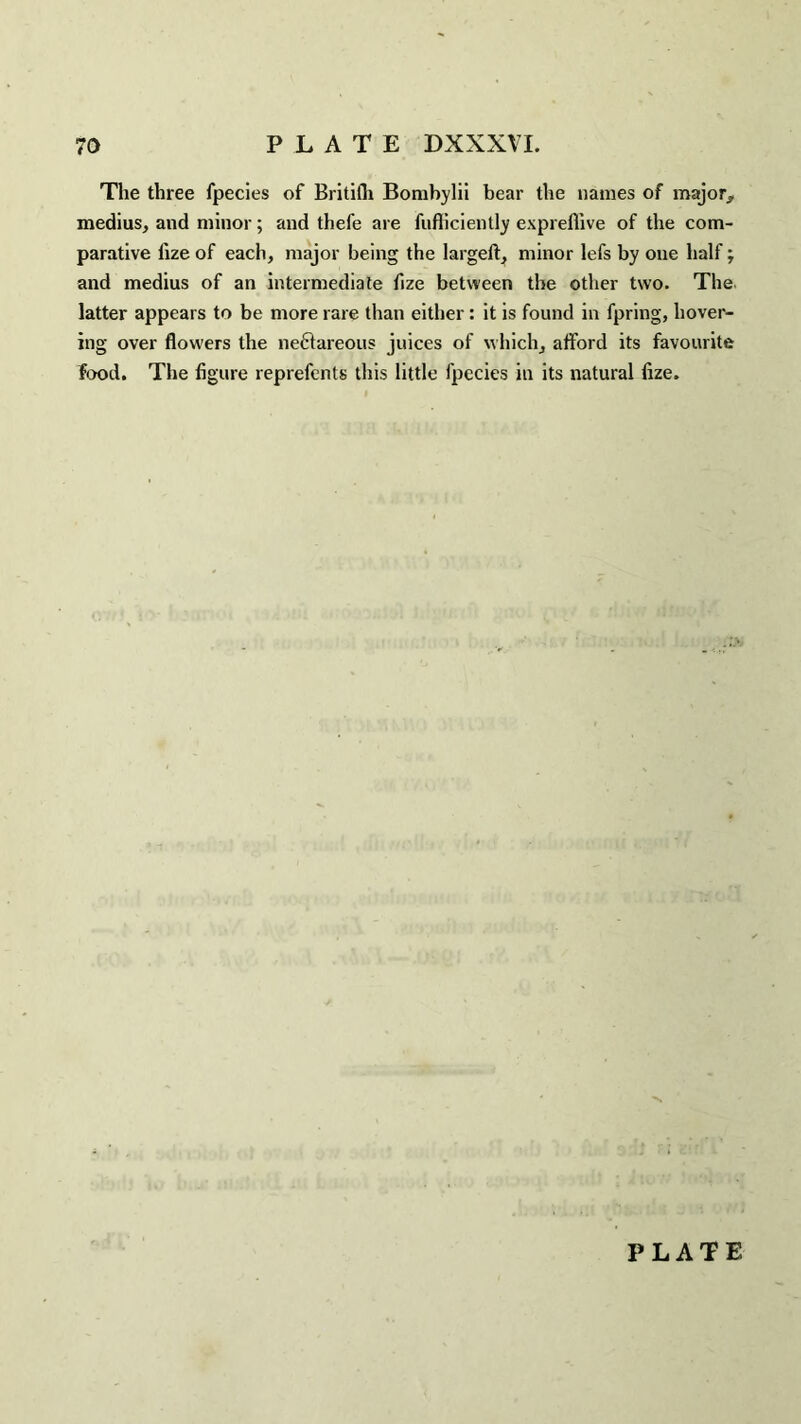 The three fpecies of Britiih Bombylii bear the names of major, medius, and minor; and thefe are fufticiently expreflive of the com¬ parative fize of each, major being the largeft, minor lefs by one half; and medius of an intermediate fize between the other two. The latter appears to be more rare than either: it is found in fpring, hover¬ ing over flowers the neftareous juices of which, afford its favourite food. The figure reprefents this little fpecies in its natural fize.