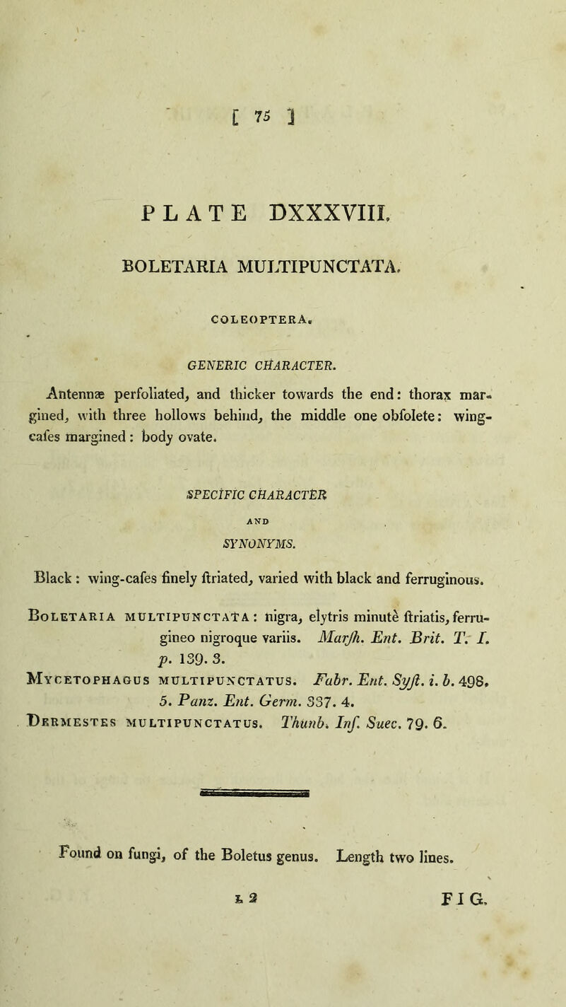 PLATE DXXXVIII, BOLETARIA MULTIPUNCTATA. COLEOPTEEA, GENERIC CHARACTER. Antennae perfoliated, and thicker towards the end: thorax mar» gined, with three hollows behind, the middle one obfolete: wing- cales margined : body ovate. SPECIFIC CHARACTER AND SYNONYMS. Black : wing-cafes finely ftriated, varied with black and ferruginous. Boletaria multipunctata: nigra, elytris minute ftriatis,ferru- gineo nigroque variis. Mcirfh. Ent. Brit. T. I. p. 139. 3. My cetophagus multipunctatus. Fabr.Ent.Syji.i.b. 498. 5. Bam. Ent. Germ. 337. 4. Dermestes multipunctatus. Thunb. Inf. Suec. 79. 6. Found on fungi, of the Boletus genus. Length two lines.