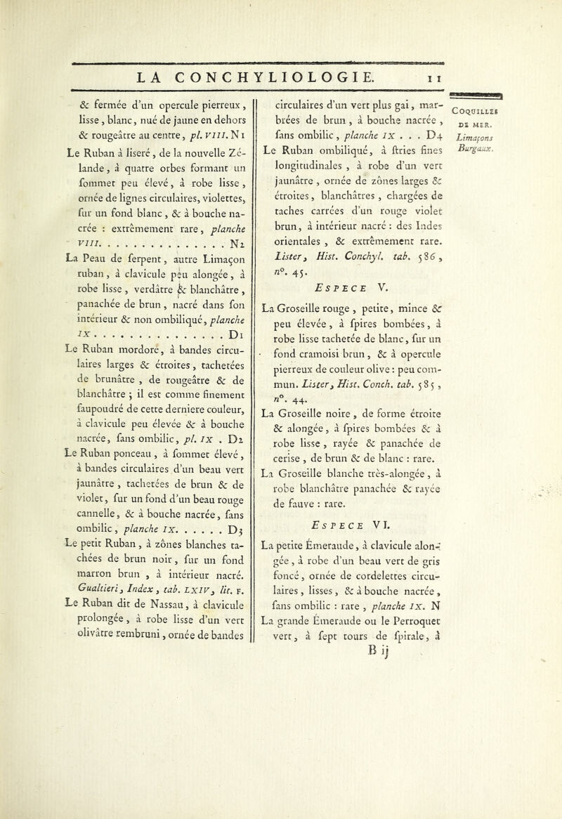 6c fermée d’un opercule pierreux , lisse, blanc, nué de jaune en dehors 6c rougeâtre au centre, pl. vm. Ni Le Ruban à liseré , de la nouvelle Zé- lande , à quatre orbes formant un fommet peu élevé, à robe lisse , ornée de lignes circulaires, violettes, fur un fond blanc , &: à bouche na- crée : extrêmement rare, planche vm Ni La Peau de ferpent, autre limaçon ruban, à clavicule plu alongée, à robe lisse , verdâtre èc blanchâtre , panachée de brun, nacré dans fon intérieur 6c non ombiliqué, planche IX . Di Le Ruban mordoré, à bandes circu- laires larges 6c étroites, tachetées de brunâtre , de rougeâtre 6c de blanchâtre ; il est comme finement faupoudré de cette derniere couleur, à clavicule peu élevée 6c à bouche nacrée, fans ombilic, pl. ix . Di Le Ruban ponceau , à fommet élevé , à bandes circulaires d’un beau vert jaunâtre , tachetées de brun 6c de violet, fur un fond d’un beau rouge cannelle, 6c à bouche nacrée, fans ombilic, planche ix Le petit Ruban , à zones blanches ta- chées de brun noir, fur un fond marron brun , à intérieur nacré. Gualtieri , Index , tab. lxiv, lit. f. Le Ruban dit de Nassau, à clavicule prolongée , à robe lisse d’un vert olivâtre rembruni, ornée de bandes tr circulaires d’un vert plus gai, mar- r 0 Coquilles brées de brun, à bouche nacrée , fans ombilic , planche ix . . . D4 Limaçons Le Ruban ombiliqué, à ftries fines Burgaux, longitudinales , à robe d’un vert jaunâtre , ornée de zones larges 6c étroites, blanchâtres , chargées de taches carrées d’un rouge violet brun, à intérieur nacré : des Indes orientales , 6c extrêmement rare. Listery Hist. Conchyl. tab. 586, «°* 45- Espece V. La Groseille rouge , petite, mince Sc peu élevée , à fpires bombées, â robe lisse tachetée de blanc, fur un fond cramoisi brun , 6c à opercule pierreux de couleur olive : peu com- mun. Lister y Hist. Conch. tab. 585 , n°. 44. La Groseille noire , de forme étroite 6c alongée, à fpires bombées 6c à robe lisse , rayée 6c panachée de cerise , de brun 6c de blanc : rare. La Groseille blanche très-alongée, à robe blanchâtre panachée 6c rayée de fauve : rare. Espece VI. La petite Émeraude, à clavicule alon- gée , à robe d’un beau vert de gris foncé, ornée de cordelettes circu- laires , lisses, 6c à bouche nacrée , fans ombilic : rare , planche IX. N La grande Émeraude ou le Perroquet vert, à fept tours de fpirale, à B ij