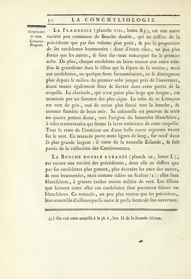 5° Coquilles Framboise (planche vin, lettre A3 ), est une autre de mer. variété peu commune de Bouche double , qui ne diffère de la f&gaux, Précédente que Par f°n volume plus petit, 8c par la proportion de (es cordelettes boutonnées : deux d’entre elles , un peu plus fortes que les autres, fe font fur-tout remarquer fur le premier orbe. De plus, chaque cordelette en laisse encore une autre très- fine granuleuse dans le fillon qui la fépare de fa voisine ; mais ces cordelettes, en quelque forte furnuméraires, ne fe distinguent plus depuis le milieu du premier orbe jusque près de l’ouverture, étant toutes également fines 8c ferrées dans cette partie de la coquille. La clavicule , qui n’est guère plus large que longue , esc terminée par un fommet des plus aigus. La robe de ce Limaçon est vert de gris , nué de cerise plus foncé vers la bouche , comme flambée de brun noir. Sa columelle est pourvue de trois ou quatre petites dents, vers l’origine du bourrelet blanchâtre, à rides transversales qui forme la levre intérieure de cette coquille: Tout le reste de l’intérieur est d’une belle nacre argentée tirant fur le vert. Ce testacée porte onze lignes de long, fur neuf dans fa plus grande largeur : il vient de la nouvelle Zélande , 6C fait partie de la collection des Continuateurs. La Bouche double rubanée (planch. ix, lettre L ) est encore une variété des précédentes , dont elle ne diffère que par fes cordelettes plus grosses, plus écartées les unes des autres, <8c non boutonnées, mais comme ridées ou ficelées (2) : elles font blanchâtres , à grosses taches noires mêlées de vert. Les filions que laissent entre elles ces cordelettes font purement blancs ou blanchâtres. Ce testacée, un peu plus ventru que les précédens , leur ressemble d’ailleurs par fa nacre & parla forme de fon ouverture» S- ' ■' r-.~—~ '■ -'-T,...:-. fi ) On voit cette coquille à la pl. <p ^ lett, N de la fécondé édition*-
