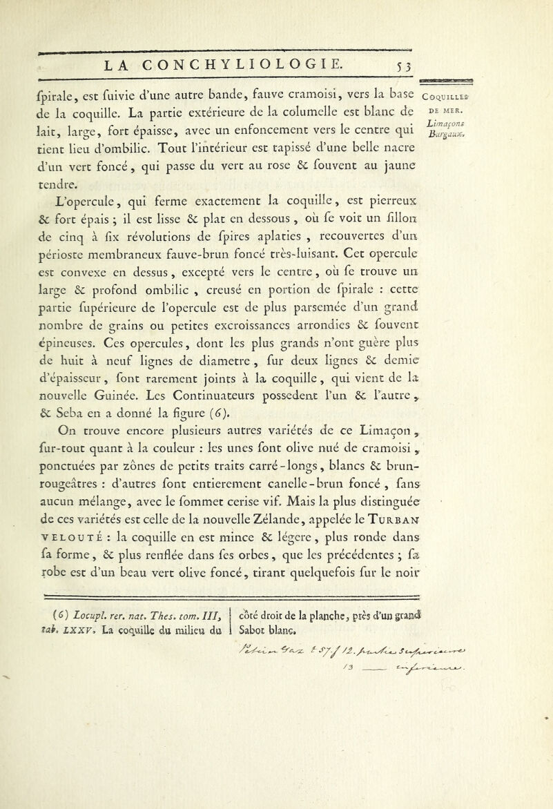 fpirale, est fuivie d’une autre bande, fauve cramoisi, vers la base coquilles de la coquille. La partie extérieure de la columclle est blanc de de mer. lait, large, fort épaisse, avec un enfoncement vers le centre qui L^aaL tient lieu d’ombilic. Tout l’intérieur est tapissé d’une belle nacre d’un vert foncé, qui passe du vert au rose de fouvent au jaune tendre. L’opercule, qui ferme exactement la coquille, est pierreux Sc fort épais ; il est lisse ôc plat en dessous , où fe voit un fillon de cinq à fix révolutions de fpires aplaties , recouvertes d’un périoste membraneux fauve-brun foncé très-luisant. Cet opercule est convexe en dessus, excepté vers le centre, où fe trouve un large ôc profond ombilic , creusé en portion de fpirale : cette partie lupérieure de l’opercule est de plus parsemée d’un grand nombre de grains ou petites excroissances arrondies de fouvent épineuses. Ces opercules, dont les plus grands n’ont guère plus de huit à neuf lignes de diamètre , fur deux lignes de demie d’épaisseur, font rarement joints à la coquille, qui vient de la nouvelle Guinée. Les Continuateurs possèdent l’un de l’autre * de Seba en a donné la figure (6). On trouve encore plusieurs autres variétés de ce Limaçon , fur-tout quant à la couleur : les unes font olive nué de cramoisi , ponctuées par zones de petits traits carré-longs, blancs de brun- rougeâtres : d’autres font entièrement canelle-brun foncé , fans aucun mélange, avec le fommet cerise vif. Mais la plus distinguée de ces variétés est celle de la nouvelle Zélande, appelée le Turban velouté : la coquille en est mince de légère, plus ronde dans fa forme, de plus renflée dans fes orbes, que les précédentes ; fù robe est d’un beau vert olive foncé, tirant quelquefois fur le noir G) Locupl. rer. nat, Thés. tom. III> tai, lxxv, La coquille du milieu du côté droit de la planche, près d’un grand Sabos blanc» / 3 .