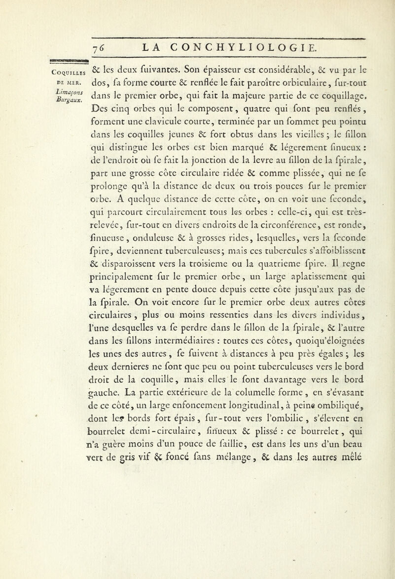 Coquilles PE MER. Limaçons Burgaux. 8c les deux fuivantes. Son épaisseur est considérable, 8c vu par le dos, fa forme courte 8c renflée le fait paroître orbiculaire, fur-tout dans le premier orbe, qui fait la majeure partie de ce coquillage. Des cinq orbes qui le composent, quatre qui font peu renflés , forment une clavicule courte, terminée par un fommet peu pointu clans les coquilles jeunes 8c fort obtus dans les vieilles ; le fillon qui distingue les orbes est bien marqué 8c légèrement finueux : de l’endroit où fe fait la jonction de la levre au fillon de la fpirale, part une grosse cote circulaire ridée 8c comme plissée, qui ne fe prolonge qu’à la distance de deux ou trois pouces fur le premier orbe. A quelque distance de cette cote, on en voit une fécondé, qui parcourt circulairement tous les orbes : celle-ci, qui est très- relevée, fur-tout en divers endroits de la circonférence, est ronde, finueuse, onduleuse 8c à grosses rides, lesquelles, vers la fécondé fpire, deviennent tuberculeuses; mais ces tubercules s’afFoiblissent ôc disparoissent vers la troisième ou la quatrième fpire. Il régné principalement fur le premier orbe, un large aplatissement qui va légèrement en pente douce depuis cette côte jusqu’aux pas de îa fpirale. On voit encore fur le premier orbe deux autres côtes circulaires , plus ou moins ressenties dans les divers individus, l’une desquelles va fe perdre dans le fillon de la fpirale, 8c l’autre dans les filions intermédiaires : toutes ces côtes, quoiqu’éloignées les unes des autres , fe fuivent à distances à peu près égales ; les deux dernieres ne font que peu ou point tuberculeuses vers le bord droit de la coquille, mais elles le font davantage vers le bord gauche. La partie extérieure de la columelle forme, en s’évasant de ce côté, un large enfoncement longitudinal, à peine ombiliqué, dont le? bords fort épais, fur-tout vers l’ombilic, s’élèvent en bourrelet demi - circulaire, flriueux 8c plissé: ce bourrelet, qui n’a guère moins d’un pouce de faillie, est dans les uns d’un beau vert de gris vif & foncé fans mélange, & dans les autres mêlé