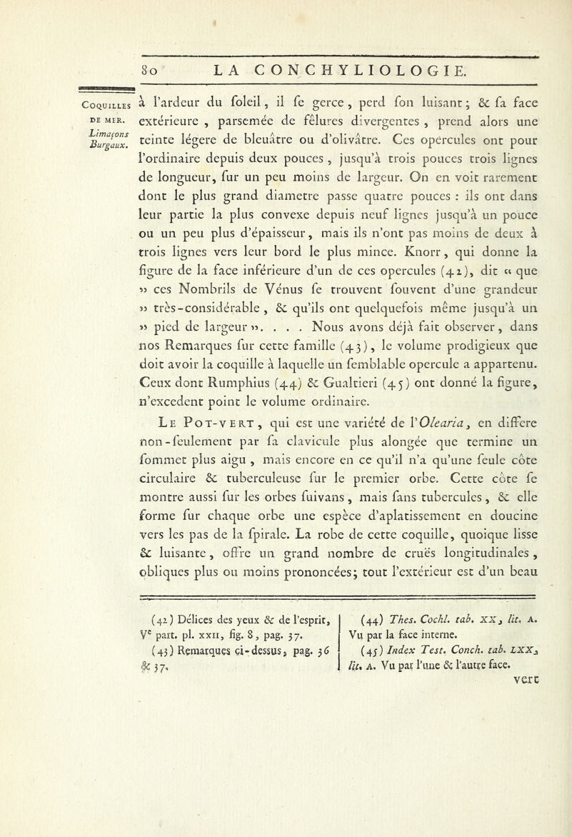 CoQuxtLEs à l’ardeur du foleil, il fe gerce , perd fou luisant ; 6c fa face de mer. extérieure , parsemée de fêlures divergentes , prend alors une ^Burgaux. teinte légère de bleuâtre ou d’olivâtre. Ces opercules ont pour l’ordinaire depuis deux pouces , jusqu’à trois pouces trois lignes de longueur, fur un peu moins de largeur. On en voit rarement dont le plus grand diamètre passe quatre pouces : ils ont dans leur partie la plus convexe depuis neuf lignes jusqu’à un pouce ou un peu plus d’épaisseur, mais ils n’ont pas moins de deux à trois lignes vers leur bord le plus mince. Knorr, qui donne la figure de la face inférieure d’un de ces opercules (41), dit « que 33 ces Nombrils de Vénus fe trouvent fouvent d’une grandeur 35 très-considérable , 6e qu’ils ont quelquefois même jusqu’à un 33 pied de largeur 33. . . . Nous avons déjà fait observer, dans nos Remarques fur cette famille (43), le volume prodigieux que doit avoir la coquille à laquelle un femblable opercule a appartenu. Ceux dont Rumphius (44) 6c Gualtieri (45) ont donné la figure, n’excedent point le volume ordinaire. Le Pot-vert , qui est une variété de VOlearia3 en différé non-feulement par fa clavicule plus alongée que termine un fommet plus aigu , mais encore en ce qu’il n’a qu’une feule côte circulaire 6c tuberculeuse fur le premier orbe. Cette côte fe montre aussi fur les orbes fuivans , mais fans tubercules, 6c elle forme fur chaque orbe une espèce d’aplatissement en doucine vers les pas de la fpirale. La robe de cette coquille, quoique lisse 6c luisante, offre un grand nombre de crues longitudinales , obliques plus ou moins prononcées; tout l’extérieur est d’un beau (41) Délices des yeux & de l’esprit, 1 (44) Thés. Cochl. tab. xXj lit. a. Ve part. pl. xxn, fig. 8, pag. 37. 1 Vu pat la face interne. (43) Remarques ci-dessus, pag. 36 (45) Index Test. Conch. tab. XXX, 8c 3 7, 1 lit, a. Vu par l’une & l’autre face. vert