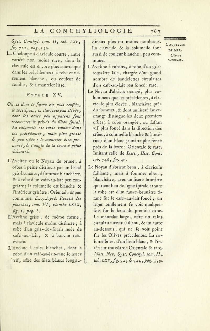 Syst. Conchyl. tom. II, tab. lxv, fig* Fag'< 3 59* La Chaloupe à clavicule courte , autre clavicule est encore plus courte que dans les précédentes \ à robe entiè- rement blanche , ou couleur de rouille , 8c à mantelet lisse. Espece XV. Olives dont la forme est plus renflée, le test épais , la clavicule peu élevée , dont les orbes peu apparens font recouverts & privés du filon fpiral. La columelle est torse comme dans les précédentes , mais plus grosse & peu ridée : le mantelet bien pro- noncé , & Vangle de la levre à peine échancrê. L’Aveline ou le Noyau de prune, à orbes à peine distincts par un liseré gris -brunâtre, àfommet blanchâtre, 8c à robe d’un café-au-lait peu rou- geâtre ; la columelle est blanche 8c l’intérieur grisâtre : Orientale 8c peu commune. Encyclopéd, Recueil des planches, tom. VI, planche LX1X, fig- C pag. s. L’Aveline grise, de meme forme, mais à clavicule moins distincte } â robe d’un gris - de - fouris nuée de café-au-lait, 8c à bouche très- évasée. L’Ave'ine à crues blanches , dont la robe d’un café-au-lait-canelle assez vif, cSre des blets blancs longitu- dinaux plus ou moins nombreux. La clavicule 8c la columelle font aussi de couleur blanche ; peu com- mune. L’Aveline à rubans., à robe.d’un gris- roussâtre fale , chargée d’un grand nombre de bandelettes circulaires d’un café-au-lait peu foncé : rare. Le Noyau d’abricot orangé, plus vo- lumineux que les précédentes, à cla- vicule plus élevée , blanchâtre près du fommet, & dont un liseré fauve- orangé distingue les deux premiers orbes *, à robe orangée , ou fafran vif plus foncé dans la direction des crues, à columelle blanche 8c à inté- rieur d’un blanc-jaunâtre plus foncé près de la levre : Orientale 8c rare. Imitant celle de Lister, Hist. Conc, tab. 746, fig. 40. Le Noyau d’abricot brun , a clavicule faillante, mais â fomrrtet obtus y blanchâtre, avec un liseré brunâtre qui tient lieu de ligne fpirale : toute la robe est d’un fauve-brunâtre ti- rant fur le café-au-lait foncé • urt léger renflement fe voit quelque- fois fur le haut du premier orbe. Le mantelet large , offre un talus circulaire assez faillant, 8c un autre au-dessous, qui ne fe voit point fur les Olives précédentes. La co- lumelle est d’un beau blanc, 8c l'in- térieur roussâtre : Orientale 8c rare, Man. Nev. Syst. Conchyl. tom. Il, tab. lxv, fg. 723 &7M 3pag, jj'js. Coquilles be MER. Olives