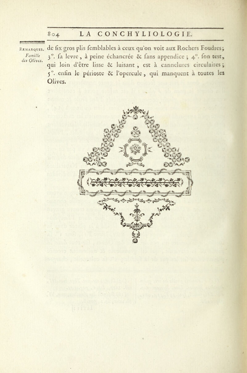 Famille des Olives. 804 LA CONCHYLIOLOGIE. de fix gros plis fcmblables à ceux qu’on voit aux Rochers Foudres; 30. fa lèvre, à peine échancrée & fans appendice ; 40. Ton test, qui loin d’être lisse 2c luisant , est à cannelures circulaires ; 50. enfin le périoste 2c l’opercule, qui manquent à toutes les Olives.