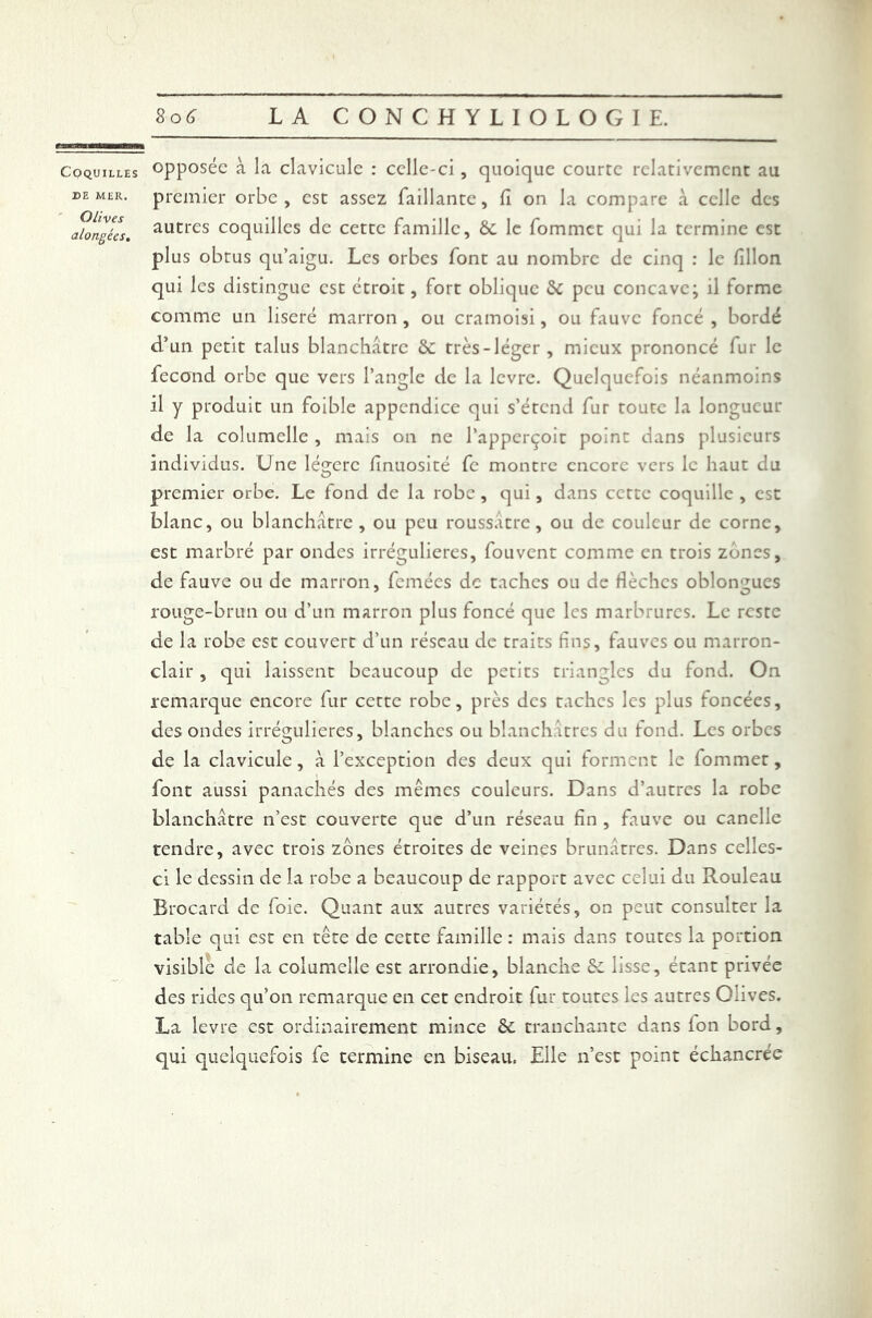 Coquilles opposée à la clavicule : celle-ci, quoique courte relativement au de mer. premier orbe, est assez Taillante, fi on la compare .a celle des aïongécs. autres coquilles de cette famille, 6c le fommet qui la termine est plus obtus qu’aigu. Les orbes font au nombre de cinq : le fillon qui les distingue est étroit, fort oblique 6c peu concave; il forme comme un liseré marron , ou cramoisi, ou fauve foncé , bordé d’un petit talus blanchâtre 6c très-léger, mieux prononcé fur le fécond orbe que vers l’angle de la levre. Quelquefois néanmoins il y produit un foible appendice qui s’étend fur toute la longueur de la columclle , mais on ne l’apperçoit point dans plusieurs individus. Une légère finuosité fc montre encore vers le haut du premier orbe. Le fond de la robe, qui, dans cette coquille , est blanc, ou blanchâtre, ou peu roussatre, ou de couleur de corne, est marbré par ondes irrégulières, fouvent comme en trois zones, de fauve ou de marron, femées de taches ou de fièchcs obloivmes rouge-brun ou d’un marron plus foncé que les marbrures. Le reste de la robe est couvert d’un réseau de traits fins, fauves ou marron- clair , qui laissent beaucoup de petits triangles du fond. On remarque encore fur cette robe, près des taches les plus foncées, des ondes irrégulières, blanches ou blanchâtres du fond. Les orbes de la clavicule, à l’exception des deux qui forment le fommet, font aussi panachés des mêmes couleurs. Dans d’autres la robe blanchâtre n’est couverte que d’un réseau fin , fauve ou canclle tendre, avec trois zones étroites de veines brunâtres. Dans celles- ci le dessin de la robe a beaucoup de rapport avec celui du Rouleau Brocard de foie. Quant aux autres variétés, on peut consulter la table qui est en tête de cette famille : mais dans toutes la portion visible de la columeîle est arrondie, blanche 6c lisse, étant privée des rides qu’on remarque en cet endroit fur toutes les autres Olives. La levre est ordinairement mince 6c tranchante dans Ion bord, qui quelquefois fe termine en biseau. Elle n’est point échancrée