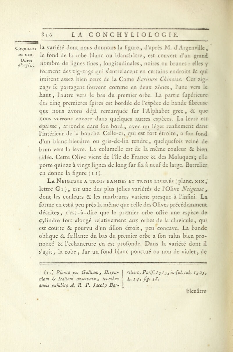 DE MER. Olives alongées le fond de la robe blanc ou blanchâtre, est couvert d’un grand nombre de lignes fines , longitudinales, noires ou brunes : elles y forment des zig-zags qui s’entrelacent en certains endroits St qui imitent assez bien ceux de la Came Ecriture Chinoise. Ces zig- zags fe partagent fouvent comme en deux zones, l’une vers le haut, l’autre vers le bas du premier orbe. La partie fupéricurc des cinq premières fpircs est bordée de l’espèce de bande fibreuse que nous avons déjà remarquée fur l’Alphabet grec, St que nous verrons encore dans quelques autres espèces. La lèvre est épaisse , arrondie dans fon bord , avec un léger renflement dans l’intérieur de la bouche. Celle-ci, qui est iort étroite, a fon fond d’un blanc-bleuâtre ou gris-de-lin tendre, quelquefois veiné de brun vers la levre. La columelle est de la même couleur Se bien ridée. Cette Olive vient de l’île de France St des Moluqucs; elle porte quinze à vingt lignes de long fur fix à neuf de large. Barrclicr en donne la figure ( i i ). La Neigeuse a trois bandes et trois liserés (plane, xix, lettre Gi ), est une des plus jolies variétés de l'Olive Neigeuse t dont les couleurs St les marbrures varient presque à l’infini. La forme en est à peu près la même que celle des Olives précédemment décrites, c’cst-à-dire que le premier orbe offre une espèce de cylindre fort alongé relativement aux orbes de la clavicule, qui est courte St pourvu d’un fillon étroit, peu concave. La bande oblique & faillante du bas du premier orbe a fon talus bien pro- noncé St l’échancrure en est profonde. Dans la variété dont il s’agit, la robe, fur un fond blanc ponctué ou non de violet, de (ii) Plants, per Gallium, Hispa- j reliero. Parif 17//3in-fol. tab. 132/1 niam & Italiam observât# 3 iconibus > Z, 14, fîg. iS. &neïs exhibiez A. R. P. Jacobo Bar- | bleuâtre