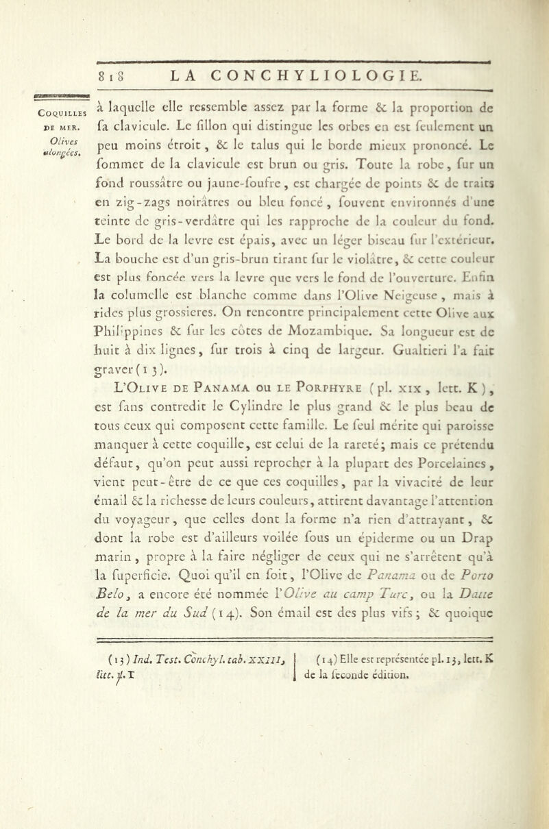 Coquilles de MER. Olives ulonçces. à laquelle elle ressemble assez par la forme ôc la proportion de fa clavicule. Le fillon qui distingue les orbes en est feulement un peu moins étroit, &: le talus qui le borde mieux prononcé. Le fommet de la clavicule est brun ou gris. Toute la robe, fur un fond roussâtre ou jaune-foufre, est chargée de points ÔC de traits en zig-zags noirâtres ou bleu foncé, fouvent environnés d'une teinte de gris-verdâtre qui les rapproche de la couleur du fond. Le bord de la levre est épais, avec un léger biseau fur l'extérieur. La bouche est d’un gris-brun tirant fur le violâtre, cette couleur est plus foncée vers la levre que vers le fond de l’ouverture. Enfin la columelle est blanche comme dans l’Olive Neigeuse , mais à rides plus grossières. On rencontre principalement cette Olive aux Philippines &. lut les cotes de Mozambique. Sa longueur est de huit à dix lignes, fur trois à cinq de largeur. Gualtieri l’a fait graver (13). L’Olive de Panama ou le Porphyre ( pl. xix , lett. K ), est fans contredit le Cylindre le plus grand &C le plus beau de tous ceux qui composent cette famille. Le feul mérite qui paroisse manquer à cette coquille, est celui de la rareté; mais ce prétendu défaut, qu’011 peut aussi reprocher à la plupart des Porcelaines, vient peut-être de ce que ces coquilles, par la vivacité de leur émail ÔC la richesse de leurs couleurs, attirent davantage l’attention du voyageur, que celles dont la forme n’a rien d’attrayant, &C dont la robe est d’ailleurs voilée fous un épiderme ou un Drap marin , propre à la faire négliger de ceux qui ne s’arrêtent qu’à la fuperficie. Quoi qu’il en foit, l’Olive de Panama ou de Pûno Belo 3 a encore été nommée T Olive au camp Turc, ou la Datte de la mer du Sud ( 1 4). Son émail est des plus vifs ; &: quoique (13) Ind. Test. Conchyl. tab. XXiJlj ütt. ÿ. X ( 14) Elle est représentée pl. 13, lett. K