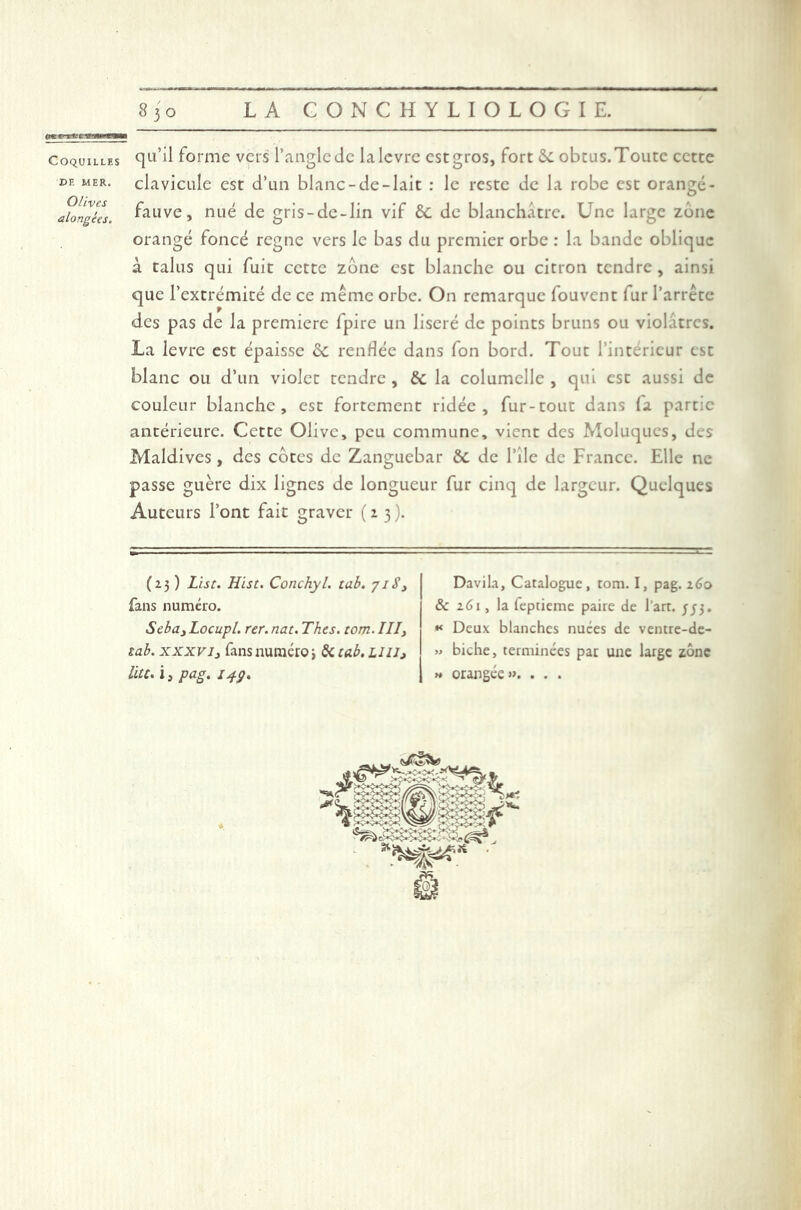 Coquilles de MER. Olives alongées. qu’il forme vers l’angle de lalevre est gros, fort 6c obtus. Toute cette clavicule est d’un blanc-de-lait : le reste de la robe est orangé - fauve, nué de gris-de-lin vif 6c de blanchâtre. Une large zone orangé foncé régné vers le bas du premier orbe : la bande oblique a talus qui fuit cette zone est blanche ou citron tendre , ainsi que l’extrémité de ce même orbe. On remarque fouvent fur l’arrête des pas de la première fpire un liseré de points bruns ou violâtres. La levre est épaisse 6c renflée dans fon bord. Tout l’intérieur est blanc ou d’un violet tendre , 6c la columclle , qui est aussi de couleur blanche, est fortement ridée, fur-tout dans la partie antérieure. Cette Olive, peu commune, vient des Moluques, des Maldives, des cotes de Zanguebar 6c de l’île de France. Elle ne passe guère dix lignes de longueur fur cinq de largeur. Quelques Auteurs l’ont fait graver (23). (23 ) Lise. Hist. Conchyl. tab. 7iS, fans numéro. Seba^Locupl. rer.nat.Thes. tom.III, tab. xxxv /, fans numéro j 6c tab. il il, liée, i, pag. 14g. Davila, Catalogue, tom. I, pag. 160 & 261, la feptieme paire de l’art. fj}. * Deux blanches nuces de ventre-de- » biche, terminées par une large zone » orangée». . . .