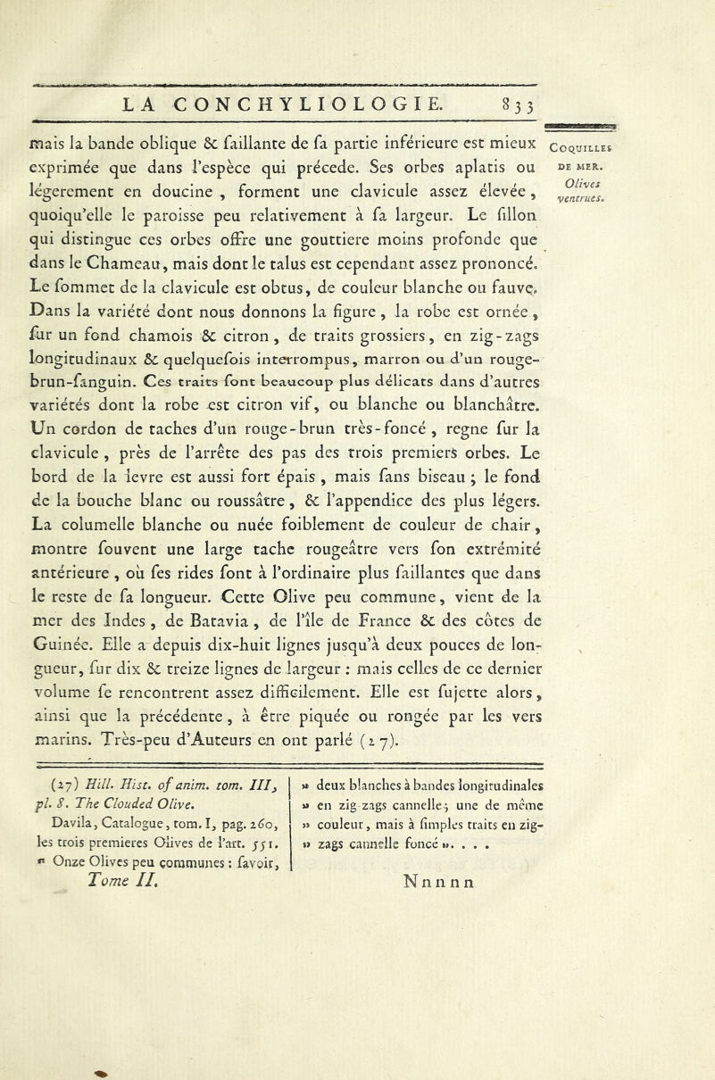 mais la bande oblique & Taillante de Ta partie inférieure est mieux coquilles exprimée que dans l’espèce qui précédé. Ses orbes aplatis ou mer. légèrement en doucine , forment une clavicule assez élevée, vfJtrues. quoiqu’elle le paroisse peu relativement à fa largeur. Le fillon qui distingue ces orbes offre une gouttière moins profonde que dans le Chameau, mais dont le talus est cependant assez prononcé. Le fommet de la clavicule est obtus, de couleur blanche ou fauve. Dans la variété dont nous donnons la figure, la robe est ornée, fur un fond chamois Sc citron, de traits grossiers, en zig-zags longitudinaux &C quelquefois interrompus, marron ou d’un rouge- brun-fanguin. Ces traits font beaucoup plus délicats dans d’autres variétés dont la robe est citron vif, ou blanche ou blanchâtre. Un cordon de taches d’un rouge-brun très-foncé , régné fur la clavicule , près de l’arrête des pas des trois premiers orbes. Le bord de la ievre est aussi fort épais , mais fans biseau ; le fond de la bouche blanc ou roussâtre, ôc l’appendice des plus légers. La columelle blanche ou nuée foiblement de couleur de chair, montre fouvent une large tache rougeâtre vers fon extrémité antérieure , où fes rides font à l’ordinaire plus Taillantes que dans le reste de fa longueur. Cette Olive peu commune, vient de la mer des Indes , de Batavia , de l’île de France ôc des cotes de Guinée. Elle a depuis dix-huit lignes jusqu’à deux pouces de lon- gueur, fur dix ôc treize lignes de largeur : mais celles de ce dernier volume fe rencontrent assez difficilement. Elle est fujette alors, ainsi que la précédente, à être piquée ou rongée par les vers marins. Très-peu d’Auteurs en ont parlé (17-)* (27) HUI. Hist. of ariim. tom. III pl. S. The Clouded. Olive. Davila, Catalogue, tom. I, pag. z6o, les trois premières Olives de l’art, jjr. Onze Olives peu communes : favoir, Tome II. » deux blanches à bandes longitudinales » en zig zags cannelle ; une de meme » couleur, mais à (impies traits en zig» *> zags cannelle foncé »».... Nnnnn
