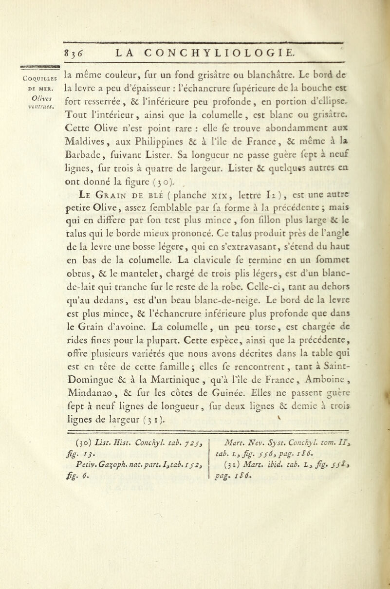 Coquilles DE MER. Olives ventrues. la même couleur, fur un fond grisâtre ou blanchâtre. Le bord de la levre a peu d’épaisseur : l’échancrure fupéricure de la bouche est fort resserrée, ôc l’inférieure peu profonde, en portion d’ellipse. Tout l’intérieur, ainsi que la columelle , est blanc ou grisâtre. Cette Olive n’est point rare : elle fc trouve abondamment aux Maldives, aux Philippines ôc à l’île de France, 8t même à la Barbade, fuivant Lister. Sa longueur ne passe guère Icpt à neuf lignes, fur trois à quatre de largeur. Lister quelques autres en ont donné la figure (30). Le Grain de blé (planche xix, lettre Ii), est une autre petite Olive, assez femblable par fa forme à la précédente ; mais qui en différé par fon test plus mince , fon fillon plus large & le talus qui le borde mieux prononcé. Ce talus produit près de l’angle de la levre une bosse légère, qui en s’extravasant, s’étend du haut en bas de la columelle. La clavicule fe termine en un fommet obtus, &L le mantelet, chargé de trois plis légers, est d’un blanc- de-lait qui tranche fur le reste de la robe. Celle-ci, tant au dehors qu’au dedans, est d’un beau blanc-de-ncige. Le bord de la levre est plus mince, & l’échancrure inférieure plus profonde que dans le Grain d’avoine. La columelle , un peu torse, est chargée de rides fines pour la plupart. Cette espèce, ainsi que la précédente, offre plusieurs variétés que nous avons décrites dans la table qui est en tête de cette famille ; elles fe rencontrent, tant à Saint- Domingue & à la Martinique , qu’à l’île de France, Amboine , Mindanao , &: fur les côtes de Guinée. Elles ne passent guère fept à neuf lignes de longueur, fur deux lignes 6c demie à trois lignes de largeur (31). v (30) List. Hist. Conchyl. tab. 72 g, j Mart. Nev. Syst. Conchyl. tom. IIx fig. 13. tab. i> fig. s S 6, pag. 186. Pctiv.Ga^oph. nat.part. I^tab. r/2} (51) Mart. ïbid. tab. L> ftg> > jpg. 6. I pag. 186. A