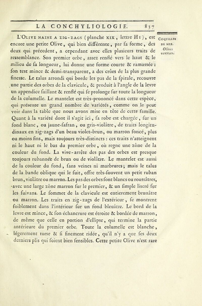 L’Olive naine a zig-zags ( planche xix , lettre Hi ), est encore une petite Olive , qui bien differente , par fa forme , des deux qui precedent, a cependant avec elles plusieurs traits de ressemblance. Son premier orbe , assez renflé vers le haut 8c le milieu de fa longueur, lui donne une forme courte 8c ramassée : fon test mince 8c demi-transparent, a des crues de la plus grande finesse. Le talus arrondi qui borde les pas de la fpirale, recouvre une partie des orbes de la clavicule, 6c produit à l’angle de la levre un appendice faillant 8c renflé qui fe prolonge fur toute la longueur de la columelle. Le mantelet est très-prononcé dans cette espèce, qui présente un grand nombre de variétés , comme on le peut voir dans la table que nous avons mise en tête de cette famille. Quant à la variété dont il s’agit ici , fa robe est chargée , fur un fond blanc, ou jaune-fafran , ou gris-violâtre, de traits longitu- dinaux en zig-zags d’un beau violet-brun, ou marron foncé, plus ou moins fins, mais toujours très-distincts : ces traits n’atteignent ni le haut ni le bas du premier orbe , où régné une zone de la couleur du fond. La vive-arrête des pas des orbes est presque toujours rubanné'e de brun ou de violâtre. Le mantelet est aussi de la couleur du fond, fans veines ni marbrures; mais le talus de la bande oblique qui le fuit, offre très-fouvent un petit ruban brun, violâtre ou marron. Les pas des orbes font blancs ou roussâtres, 'avec une large zone marron fur le premier, 8c un fimple liseré fur les fuivans. Le fommet de la clavicule est entièrement brunâtre ou marron. Les traits en zig-zags de l’extérieur, fe montrent foibîement dans l’intérieur fur un fond bleuâtre. Le bord de la levre est mince, 8c fon échancrure est étroite 8c bordée de marron, de même que celle en portion d’ellipse, qui termine la partie antérieure du premier orbe. Toute la columelle est blanche, - légèrement torse 8c fi finement ridée, qu’il n’y a que fes deux derniers plis qui foient bien fensibles. Cette petite Olive n’est rare Coquilles de MER. Olives
