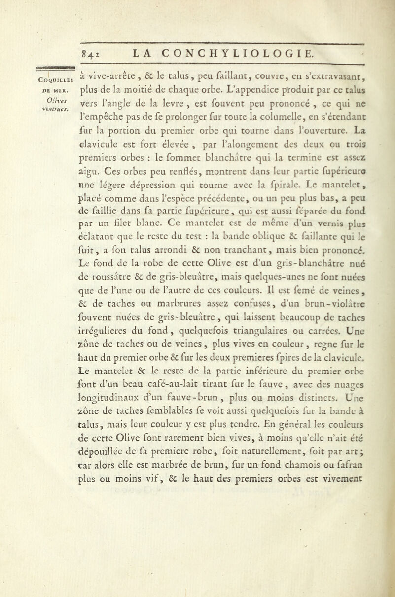 Coquilles de MLR. Olives ventrues. à vive-arrête , 6c le talus, peu Taillant, couvre, en s’extravasant, plus de la moitié de chaque orbe. L’appendice produit par ce talus vers l’angle de la levre , est fouvent peu prononcé , ce qui ne l’empêche pas de Te prolonger fur toute la columelle, en s’étendant fur la portion du premier orbe qui tourne dans l’ouverture. La clavicule est fort élevée , par l’alongement des deux ou trois premiers orbes : le fommet blanchâtre qui la termine est assez aigu. Ces orbes peu renflés, montrent dans leur partie fupéricuro line légère dépression qui tourne avec la fpirale. Le mantclct, placé comme dans l’espèce précédente, ou un peu plus bas, a peu de faillie dans fa partie fupéricure, qui est aussi féparée du fond par un filet blanc. Ce mantelet est de même d’un vernis plus éclatant que le reste du test : la bande oblique 6c Taillante qui le fuit, a Ton talus arrondi ôc non tranchant, mais bien prononcé. Le fond de la robe de cette Olive est d’un gris-blanchâtre nué de roussâtre 6c de gris-bleuâtre, mais quelques-unes ne font nuées que de l’une ou de l’autre de ces couleurs. Il est femé de veines , 6c de taches ou marbrures assez confuses, d’un brun-violâtre fouvent nuées de gris-bleuâtre , qui laissent beaucoup de taches irrégulières du fond , quelquefois triangulaires ou carrées. Une zone de taches ou de veines, plus vives en couleur, régné fur le haut du premier orbe êc fur les deux premières fpircs de la clavicule. Le mantelet 6c le reste de la partie inférieure du premier orbe font d’un beau café-au-lait tirant fur le fauve, avec des nuaçrcs longitudinaux d’un fauve-brun, plus ou moins distincts. Une zone de taches femblables fe voit aussi quelquefois fur la bande à talus, mais leur couleur y est plus tendre. En général les couleurs de cette Olive font rarement bien vives, à moins qu’elle n’ait été dépouillée de fa première robe, Toit naturellement. Toit par art; car alors elle est marbrée de brun, fur un fond chamois ou fafran plus ou moins vif, 6c le haut des premiers orbes est vivement