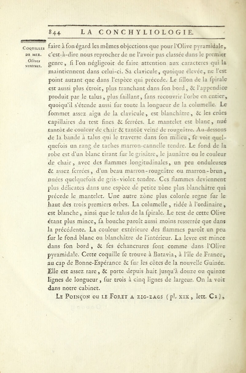 DE MER. Olives ventrues. 844 LA CONCHYLIOLOGIE. faire à fon égard les mêmes objections que pour l’Olive pyramidale, c’est-à-dire nous reprocher de ne l’avoir pas classée dans le premier genre, fi l’on négligeoic de faire attention aux caractères qui la maintiennent dans celui-ci. Sa clavicule, quoique élevée, ne l’est point autant que dans l’espèce qui précédé. Le iillon de la fpirale est aussi plus étroit, plus tranchant dans fon bord, 6c l’appendice produit par le talus, plus faillant, fans recouvrir l’orbe en entier, quoiqu’il s’étende aussi fur toute la longueur de la columelle. Le fommet assez aigu de la clavicule, est blanchâtre, 6c les crues capillaires du test fines 6c ferrées. Le mantelct esc blanc, nué tantôt de couleur de chair 6c tantôt veiné de rougeâtre. Au-dessous de la bande à talus qui le traverse dans fon milieu, fc voit quel- quefois un rang de taches marron-cannelle tendre. Le fond de la robe est d’un blanc tirant fur le grisâtre, le jaunâtre ou le couleur de chair, avec des flammes longitudinales, un peu onduleuses 6c assez ferrées, d’un beau marron-rougeâtre ou marron-brun, nuées quelquefois de gris-violet tendre. Ces flammes deviennent plus délicates dans une espèce de petite zone plus blanchâtre qui précédé le mantelct. Une autre zone plus colorée régné fur le haut des trois premiers orbes. La columelle , ridée à l’ordinaire , est blanche, ainsi que le talus de la fpirale. Le test de cette Olive étant plus mince, fa bouche paroit aussi moins resserrée que dans la précédente. La couleur extérieure des flammes paroît un peu fur le fond blanc ou blanchâtre de l’intérieur. La levre est mince dans fon bord , 6c fes échancrures font comme dans l’Olive pyramidale. Cette coquille fe trouve à Batavia, à l’iie de France, au cap de Bonne-Espérance 6c fur les côtes de la nouvelle Guinée. Elle est assez rare, 6c porte depuis huit jusqu’à douze ou quinze lignes de longueur, fur trois à cinq lignes de largeur. On la voit dans notre cabinet. Le Poinçon ou le Foret a zig-zags ( ph xix , lett. Cz ),