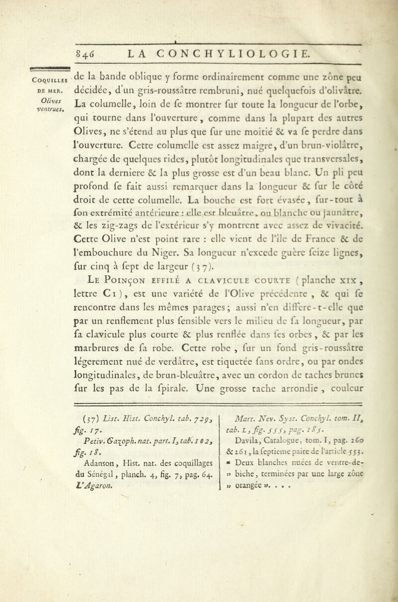 DE MER. Olives ■ventrues. 84 6 LA CONCHYLIOLOGIE. de la bande oblique y forme ordinairement comme une zone peu décidée, d un gris-roussâtre rembruni, nué quelquefois d’olivâtre. La columelle, loin de fe montrer fur toute la longueur de l’orbe, qui tourne dans l’ouverture, comme dans la plupart des autres Olives, ne s’étend au plus que fur une moitié 6c va fc perdre dans l’ouverture. Cette columelle est assez maigre, d’un brun-violâtre, chargée de quelques rides, plutôt longitudinales que transversales, dont la derniere 6c la plus grosse est d’un beau blanc. Un pli peu profond fe fait aussi remarquer dans la longueur 6c fur le côté droit de cette columelle. La bouche est fort évasée, lur-tout à fon extrémité antérieure : elle esr bleuâtre, ou blanche ou jaunâtre, 6c les zig-zags de l’extérieur s’y montrent avec assez de vivacité. Cette Olive n’est point rare : elle vient de l’ilc de France 6c de l’embouchure du Niger. Sa longueur n’cxcede guère feize lignes, fur cinq à fept de largeur (37). Le Poinçon effilé a clavicule courte (planche xix , lettre Ci), est une variété de l’Olive précédente, 6c qui fe rencontre dans les memes parages; aussi n’en différé-t-clle que par un renflement plus fcnsible vers le milieu de fa longueur, par fa clavicule plus courte 6c plus renflée dans les orbes , 6c par les marbrures de fa robe. Cette robe , fur un fond gris-roussâtre légèrement nué de verdâtre, est tiquetée fans ordre, ou par ondes longitudinales, de brun-bleuâtre, avec un cordon de taches brunes fur les pas de la fpirale. Une grosse tache arrondie , couleur (37) List. Hist. Conchyl. tab. p2ç3 fig. /7* Petiv. Ga^oph. nat. part. I3 tab. 182t fig- lS- Adanson, Hist. nat. des coquillages du Sénégal, pianch. 4, fig. 7, pag. 64. V Agaron. Mart. Nev. Syst. Conchyl. tom. //, tab. L, fig. s s S, pag. 18 J. Davila, Catalogue, tom. I, pag. zCo & z6i, lafeptieme paire de l’article 5 j3. « Deux blanches nuées de ventre-de- » biche, terminées pat une large zone u orangée .