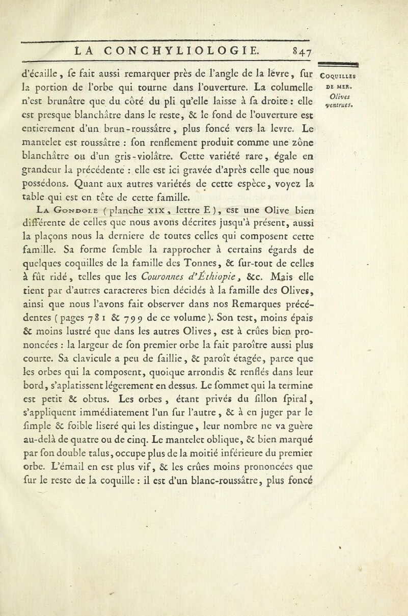 d’écaille, Te fait aussi remarquer près de l’angle de la lèvre, fur la portion de l’orbe qui tourne dans l’ouverture. La columelle n’est brunâtre que du coté du pli qu’elle laisse à fa droite : elle est presque blanchâtre dans le reste, de le fond de l’ouverture est entièrement d’un brun-roussâtre , plus foncé vers la levre. Le mancelet est roussâtre : fon renflement produit comme une zone blanchâtre ou d’un gris-violâtre. Cette variété rare, égale en grandeur la précédente : elle est ici gravée d’après celle que nous possédons. Quant aux autres variétés de cette espèce, voyez la table qui est en tête de cette famille. La Gondole ( planche xix , lettre E ), est une Olive bien différente de celles que nous avons décrites jusqu’à présent, aussi la plaçons nous la derniere de toutes celles qui composent cette famille. Sa forme femble la rapprocher à certains égards de quelques coquilles de la famille des Tonnes, de fur-tout de celles à fût ridé, telles que les Couronnes d’Ethiopie 3 dec. Mais elle tient par d’autres caracreres bien décidés à la famille des Olives, ainsi que nous l’avons fait observer dans nos Remarques précé- dentes ( pages 781 & 799 de ce volume). Son test, moins épais de moins lustré que dans les autres Olives, est à crues bien pro- noncées : la largeur de fon premier orbe la fait paroître aussi plus courte. Sa clavicule a peu de faillie, de paroi t étagée, parce que les orbes qui la composent, quoique arrondis de renflés dans leur bord, s’aplatissent légèrement en dessus. Le fommet qui la termine est petit de obtus. Les orbes , étant privés du fillon fpiraî, s’appliquent immédiatement l’un fur l’autre, de à en juger par le fimple de foible liseré qui les distingue, leur nombre ne va guère au-delà de quatre ou de cinq. Le mantelet oblique, de bien marqué par fon double talus, occupe plus de la moitié inférieure du premier orbe. L’émail en est plus vif, de les crues moins prononcées que fur le reste de la coquille : il est d’un blanc-roussâtre, plus foncé Coquilles de MER, Olives •ventrues. %