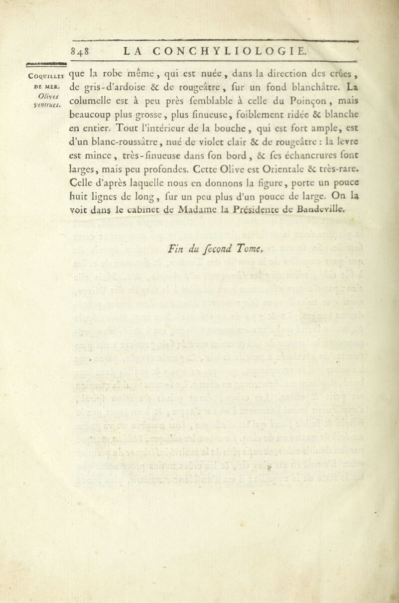 a0sm£Mma»ÊtÊÊtÊmm Coquilles jde MER. Olives Ventrues. 848 LA CONCHYLIOLOGIE. que la robe même , qui est nuée , dans la direction des crues , de gris-d’ardoise 6e de rougeâtre, fur un fond blanchâtre. La coîumelle est à peu près femblable à celle du Poinçon , mais beaucoup plus grosse, plus finueusc, foiblemcnt ridée ôc blanche en entier. Tout l’intérieur de la bouche, qui est fort ample, est d’un blanc-roussâtre, nué de violet clair 5C de rougeâtre : la levre est mince, très-finueuse dans fon bord, 6c fes échancrures font larges, mais peu profondes. Cette Olive est Orientale 6c très-rare. Celle d’après laquelle nous en donnons la figure, porte un pouce huit lignes de long, fur un peu plus d’un pouce de large. On la voit dans le cabinet de Madame la Présidente de Bandcville. Fin du fécond Tome,