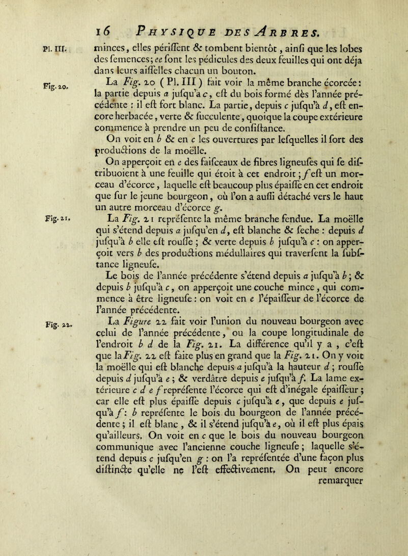 Fig. 20. Fig. il. Fig. ii. i6 P H Y s 1 qu E DES Are RES. des femences; font les pédicules des deux feuilles qui ont déjà dans leurs ailTelles chacun un bouton. La Fig. lo ( PI. III ) tait voir la même branche écorcée: la partie depuis a jufqu’àc, eft du bois formé dès l’année pré- cédente : il eft fort blanc. La partie, depuis c jufqu’à d, eft en- core herbacée, verte & fucculente, quoique la coupe extérieure commence à prendre un peu de confiftance. On voit en ^ & en c les ouvertures par lefquelles il fort des productions de la moelle. On apperçoit en e des faifceaux de fibres ligneufes qui fe dif- tribuoient à une feuille qui étoit à cet endroit ;/'eft un mor- ceau d’écorce, laquelle eft beaucoup plus épaifle en cet endroit que fur le jeune bourgeon, où l’on a aufii détaché vers le haut un autre morceau d’écorce g. La Fig. XI repréfente la même branche fendue. La moëlle qui s’étend depuis a jufqu’en d, eft blanche & feche : depuis d jufqu’à b elle eft rouftè ; & verte depuis b jufqu’à c : on apper- çoit vers b des productions médullaires qui traverfent la fubf- tance ligneufe. Le bois de l’année précédente s’étend depuis a jufqu’à h ; & depuis b jufqu’à c, on apperçoit une couche mince, qui com- mence à être ligneufe : on voit en e l’épaifteur de l’écorce de l’année précédente. La Figure 'iiu fait voir l’union du nouveau bourgeon avec celui de l’année précédente, ou la coupe longitudinale de l’endroit b d àt h. Fig. xi. La différence qu’il y a , c’eft que \^Fig. XX eft faite plus en grand que la Fig. x i. On y voit la moëlle qui eft blanche depuis a jufqu’à la hauteur d ; roufte depuis d jufqu’à e ; & verdâtre depuis e jufqu’k/. La lame ex- térieure c d e f repréfente l’écorce qui eft d’inégale épaifleur ; car elle eft plus épaifle depuis c jufqu’à e, que depuis e juf- qu’à f : b repréfente le bois du bourgeon de l’année précé- dente ; il eft blanc , & il s’étend jufqu’à e, où il eft plus épais qu’ailleurs. On voit en c que le Ijois du nouveau bourgeon communique avec l’ancienne couche ligneufe ; laquelle s’-é- tend depuis c jufqu’en g ; on l’a repréfentée d’une façon plus diftinCte qu’elle ne l’eft effb(ffivement. On peut encore remarquer