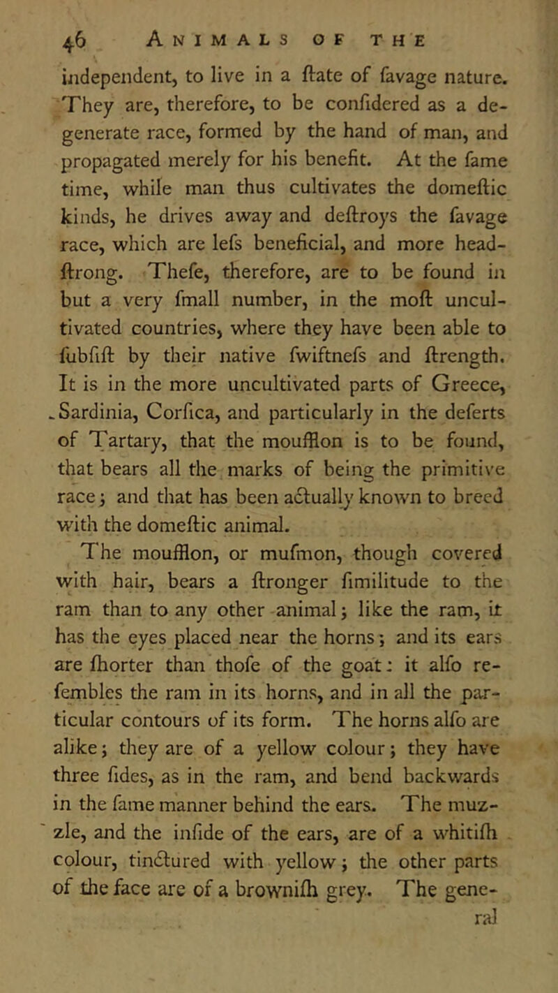 ijidependent, to live in a ftate of favage nature. They are, therefore, to be confidered as a de- generate race, formed by the hand of man, and propagated merely for his benefit. At the fame time, while man thus cultivates the domeftic kinds, he drives away and deftroys the favage race, which are lefs beneficial, and more head- ftrong. Thefe, therefore, are to be found in but a very fmall number, in the moft uncul- tivated countries, where they have been able to fubfift by their native fwiftnefs and ftrength. It is in the more uncultivated parts of Greece, .Sardinia, Corfica, and particularly in the deferts of Tartary, that the moufflon is to be found, that bears all the marks of being the primitive race j and that has been actuall)' known to breed with the domeftic animal. The moufflon, or mufmon, though covered with hair, bears a ftronger fimilitude to the ram than to any other animal j like the ram, it has the eyes placed near the horns; and its ears are ftiorter than thofe of the goat: it alfo re- fembles the ram in its horns, and in all the par- ticular contours of its form. The horns alfo are alike; they are of a yellow colour; they have three fides, as in the ram, and bend backwards in the fame manner behind the ears. The muz- zle, and the infide of the ears, are of a whitifti colour, tineftured with yellow; the other parts of the face are of a brownilh grey. The gene- ral