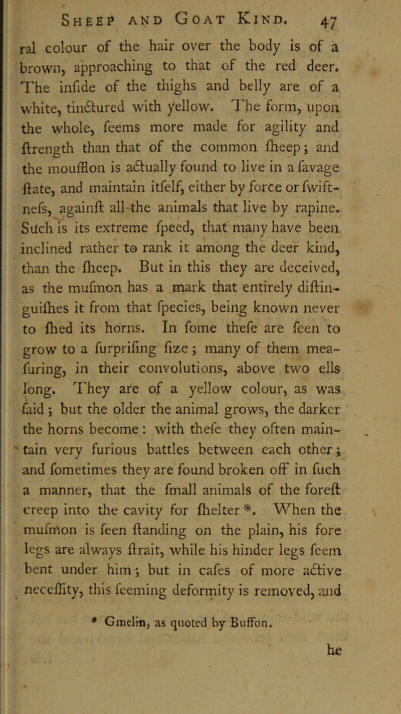 ral colour of the hair over the body is of a brown, approaching to that of the red deer. The infide of the thighs and belly are of a white, tinctured with yellow. The form, upon the whole, feems more made for agility and ftrength than that of the common flieepj and the moufflon is adtually found to live in a favage ftate, and maintain itfelf, either by force or fwift- nefs, againft all the animals that live by rapine. Such is its extreme fpeed, that many have been inclined rather to rank it among the deer kind, than the fheep. But in this they are deceived, as the mufmon has a mark that entirely diftin- guifhes it from that fpecies, being known never to fhed its horns. In fome thefe are feen to grow to a furprifing fize; many of them mea- furing, in their convolutions, above two ells long. They are of a yellow colour, as was laid ; but the older the animal grows, the darker the horns become: with thefe they often main- ' tain very furious battles between each other i and fometimes they are found broken off in fuch a manner, that the fmall animals of the foreft creep into the cavity for flielter *. When the mufmon is feen ftanding on the plain, his fore legs are always flrait, while his hinder legs feem bent under him; but in cafes of more adtive neceflity, this feeming deformity is removed, ;uid * Gmelm, as quoted by BufFon. he